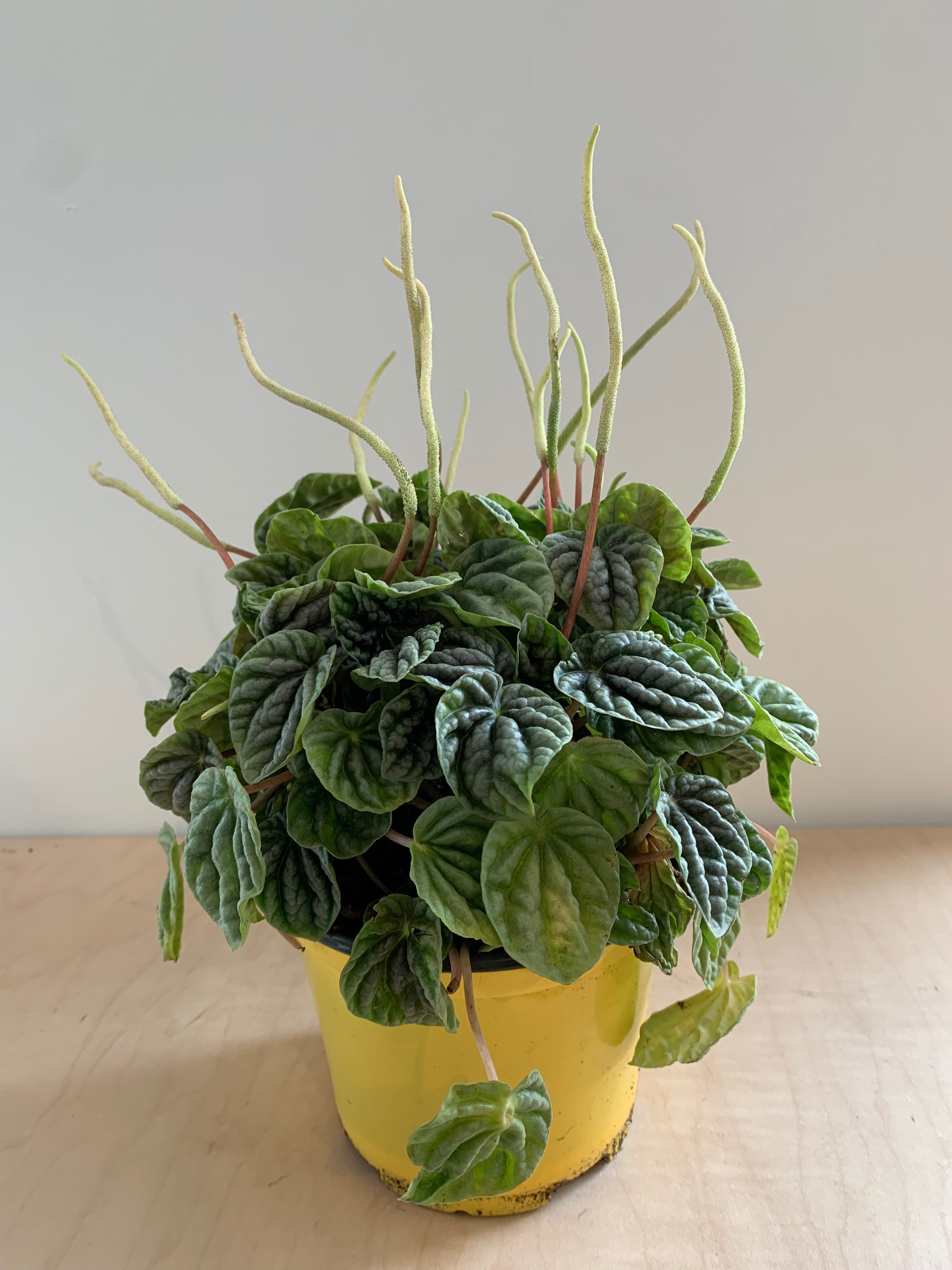 Pépéromia 'Caperata Silver'