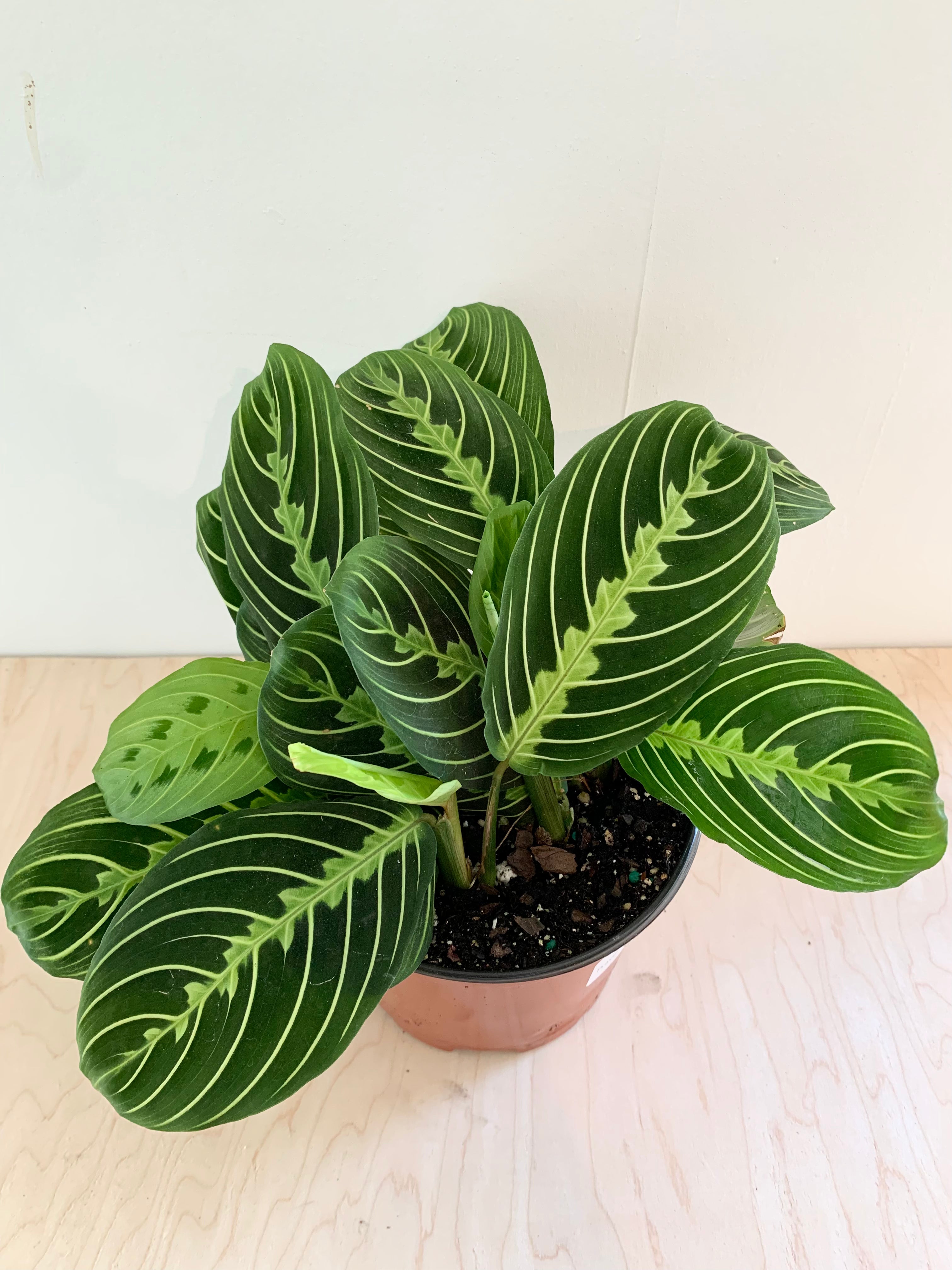 Maranta 'lima limón'