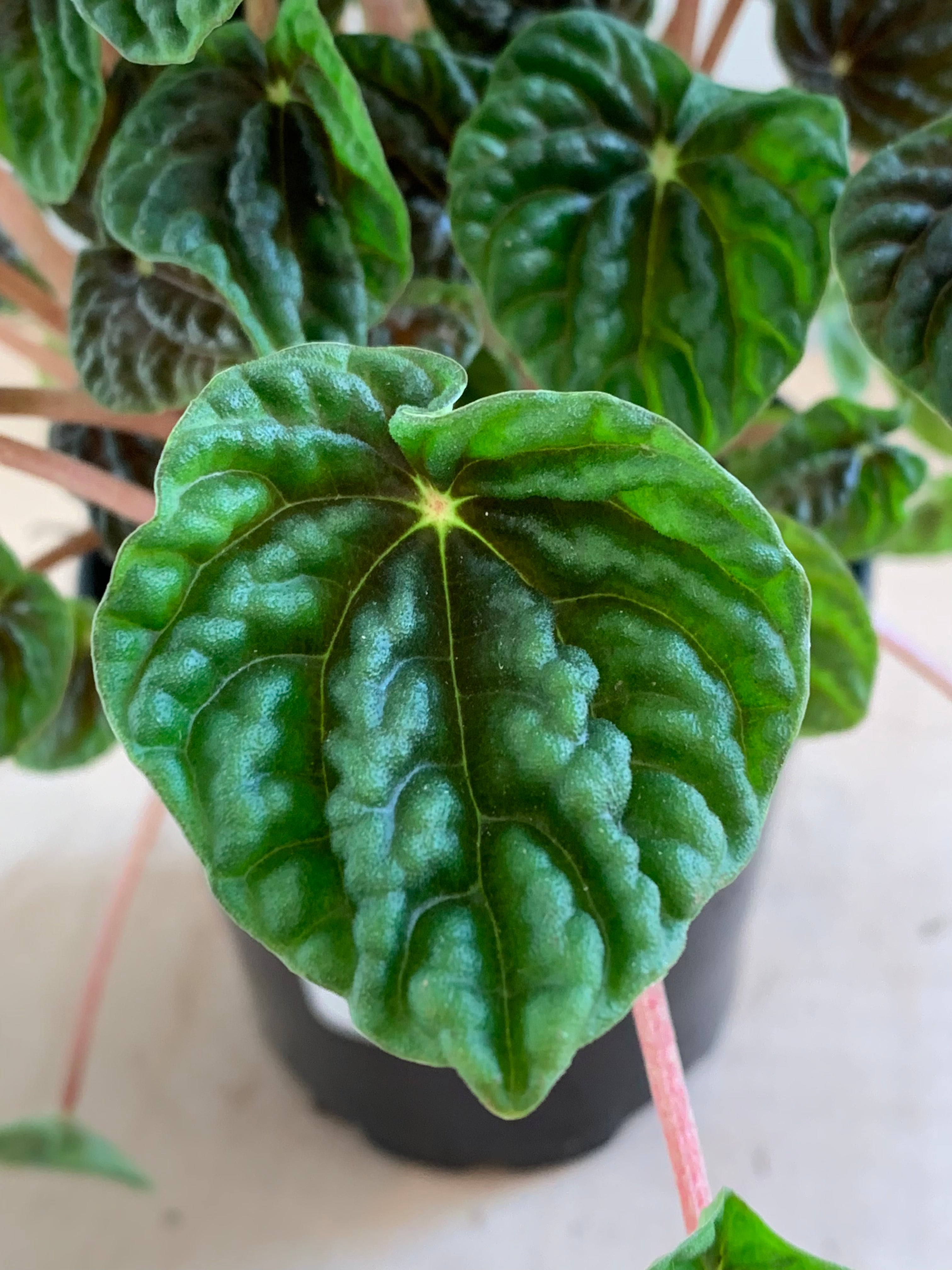 Peperomia 'Caperata Verde'