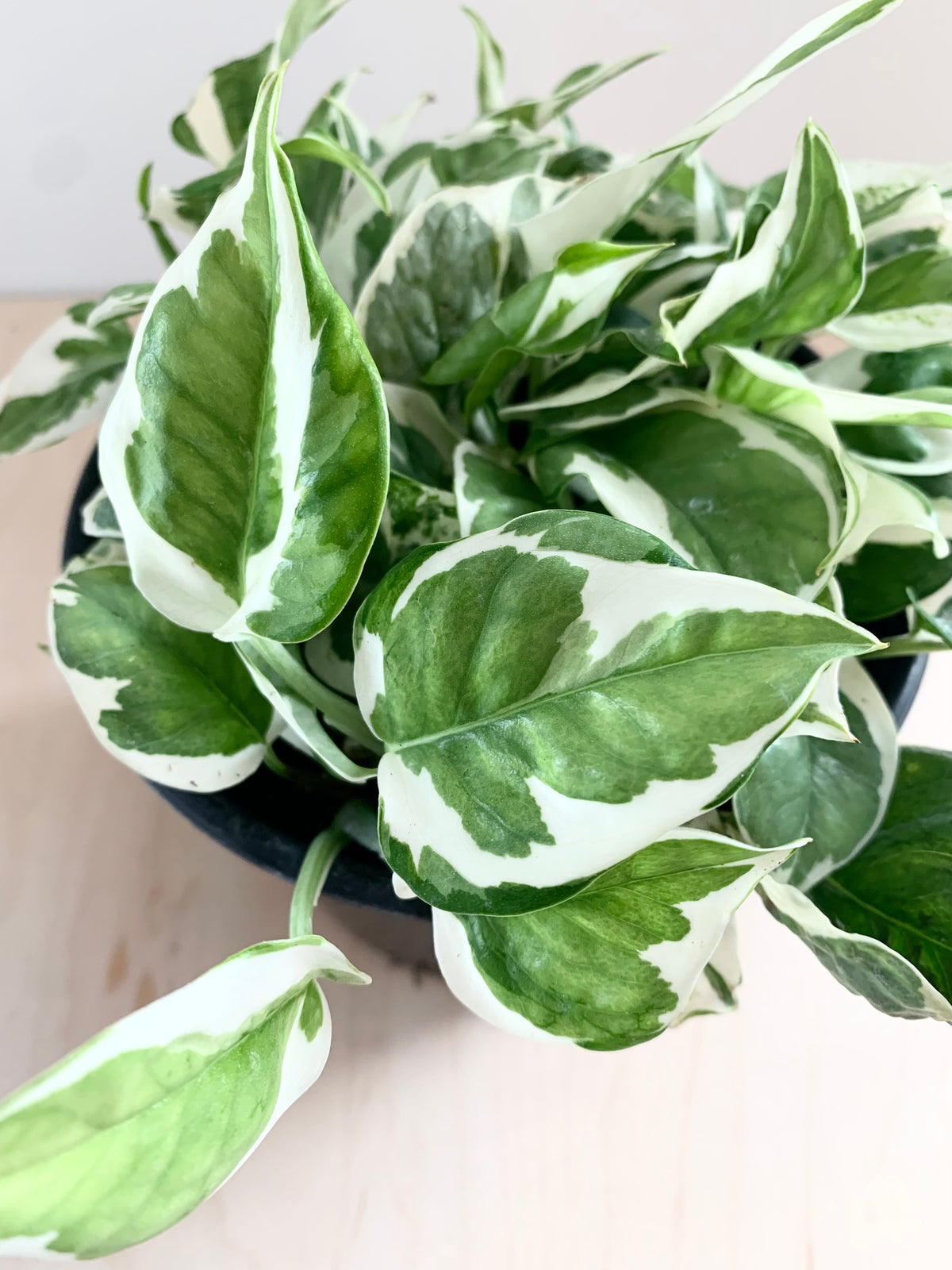 Pothos 'N'Joy'