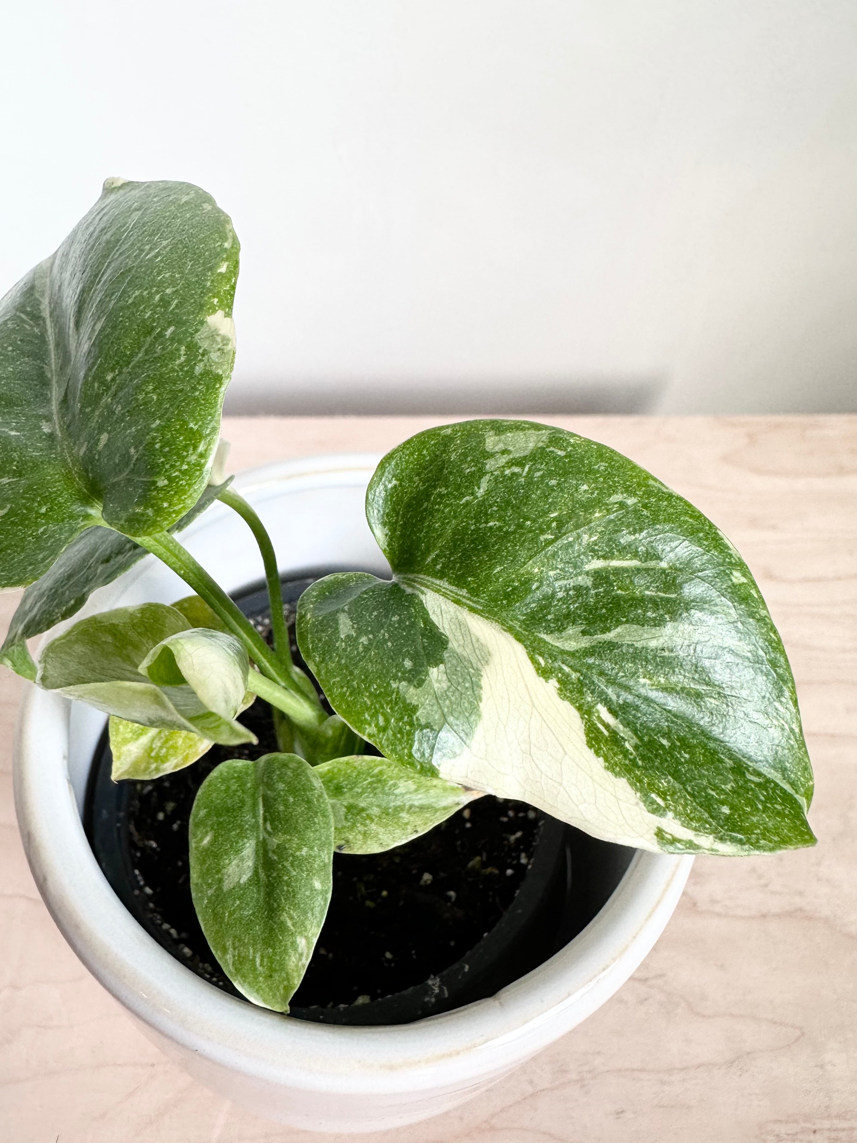 Monstera 'Constellation Thaïlandaise'