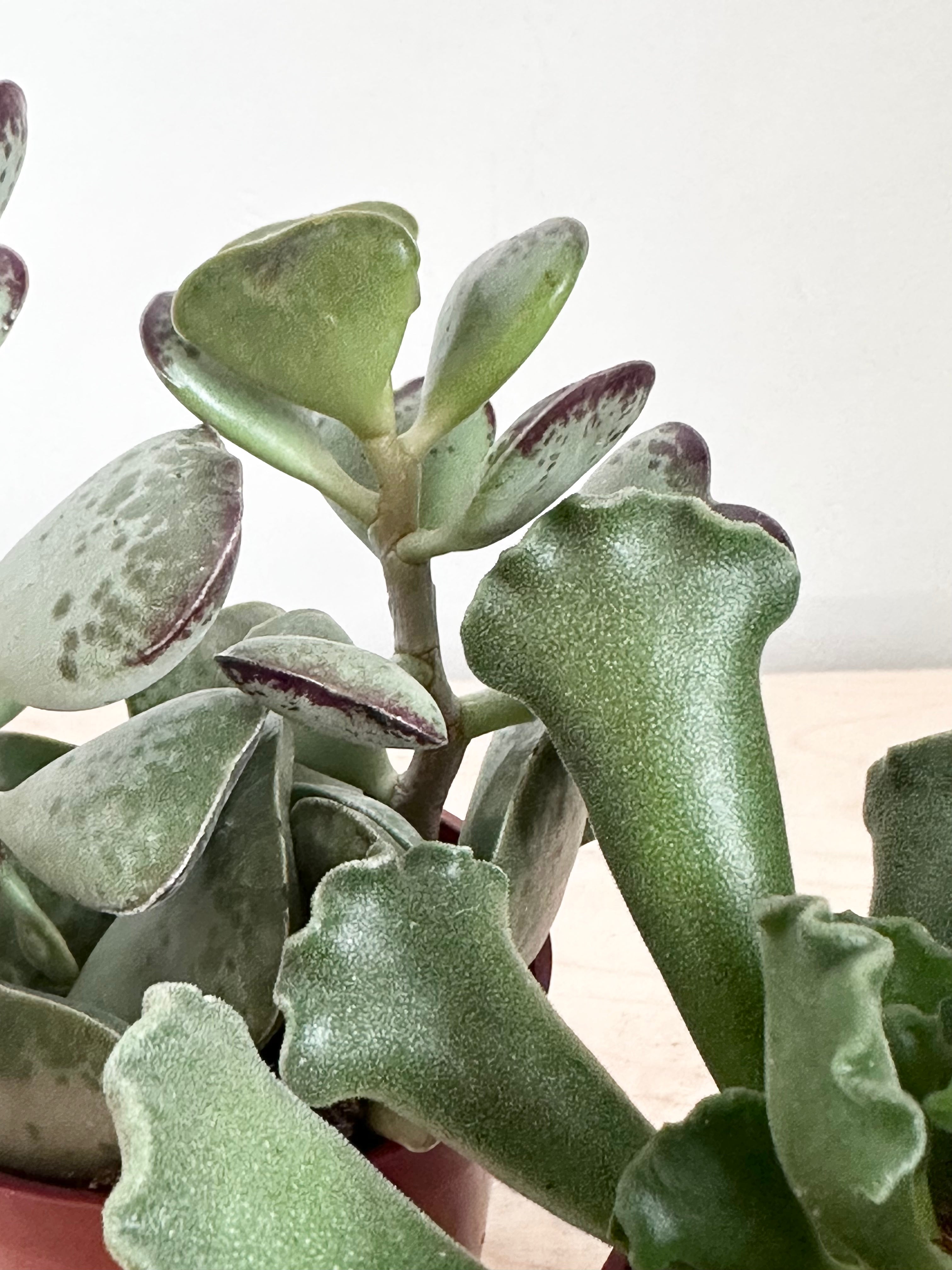 Adromischus Succulent