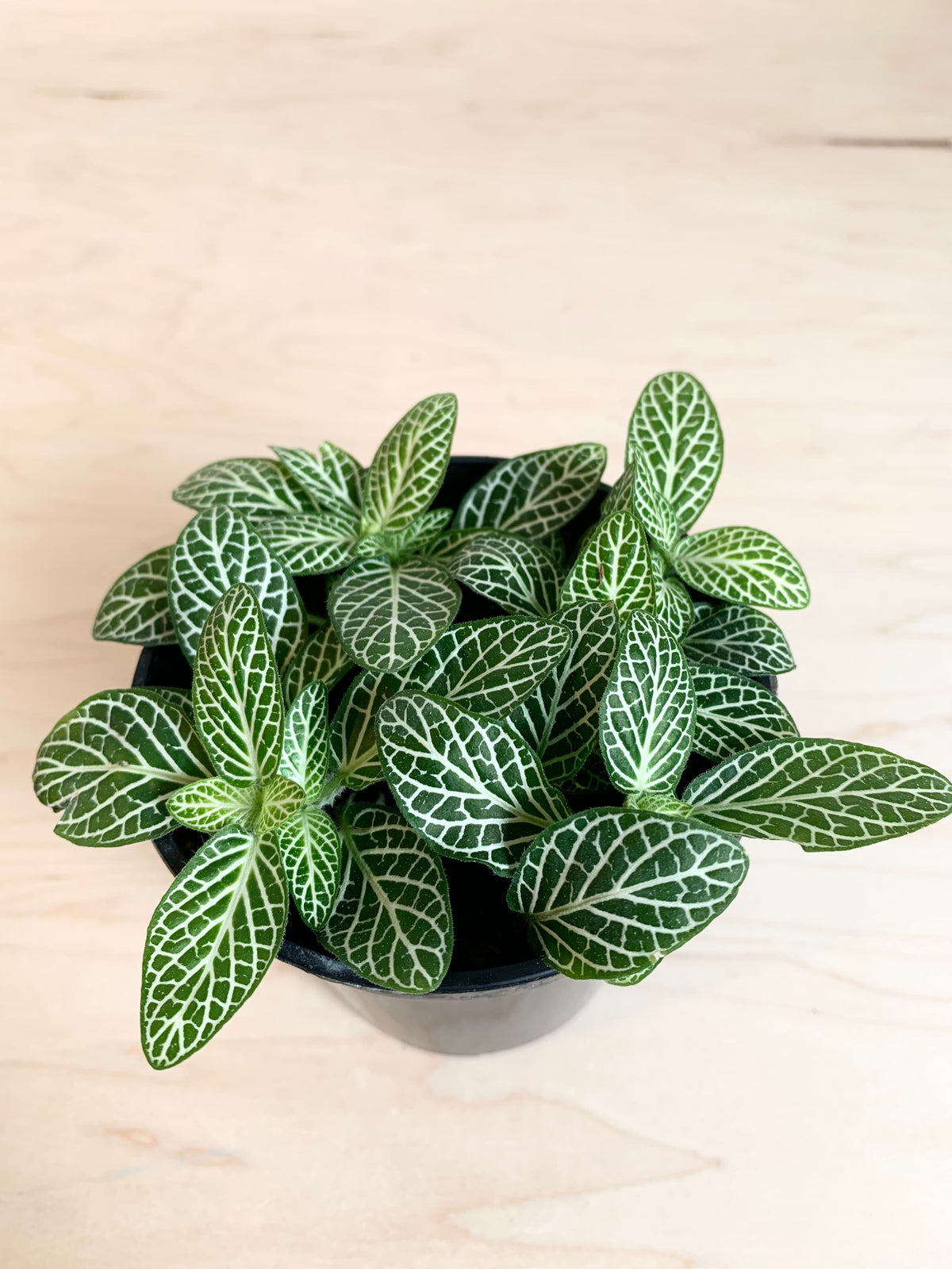 Fittonia, Assorted