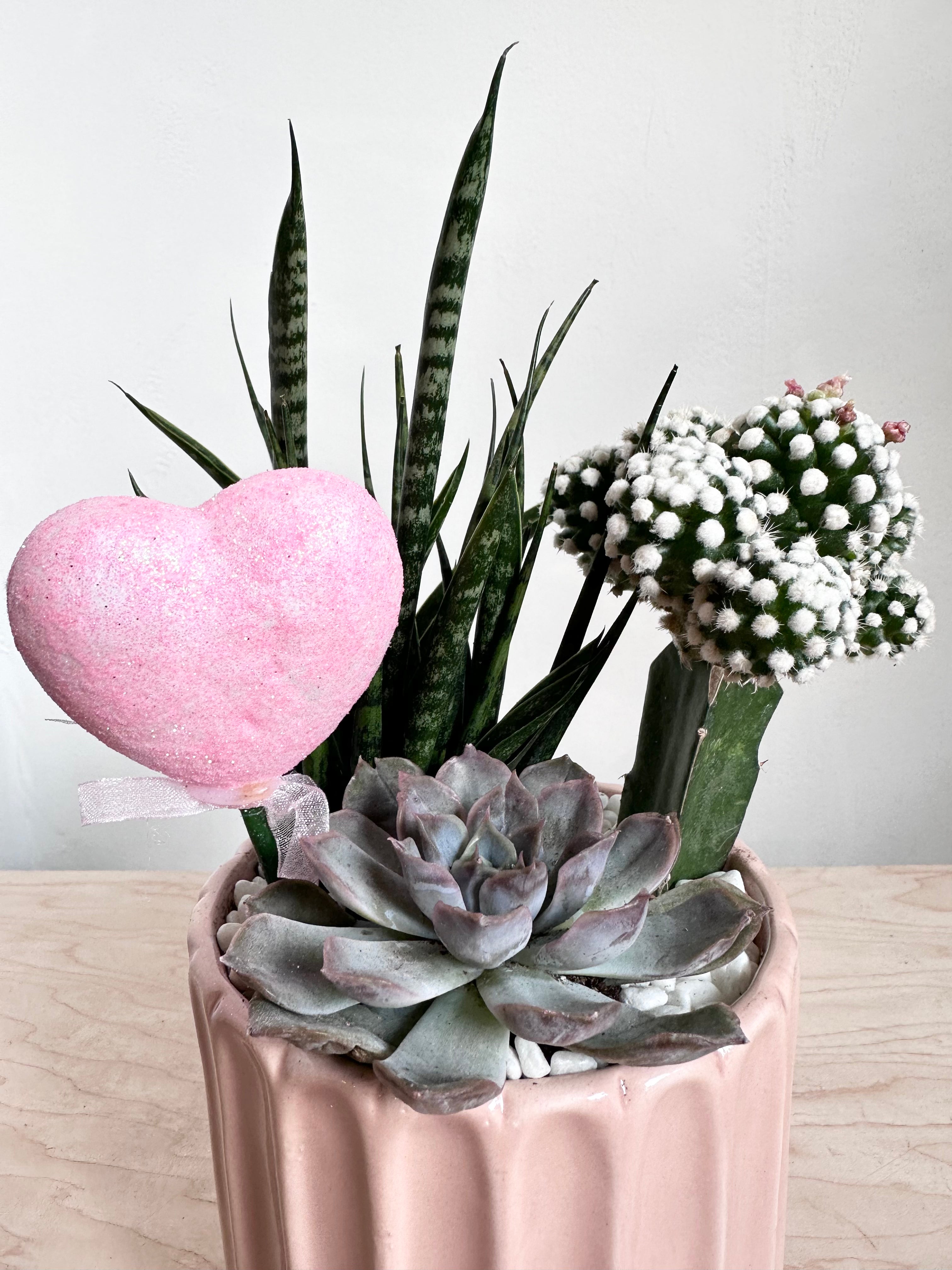 Large Claudia Grafted Cactus & Succulent Valentines Arrangement