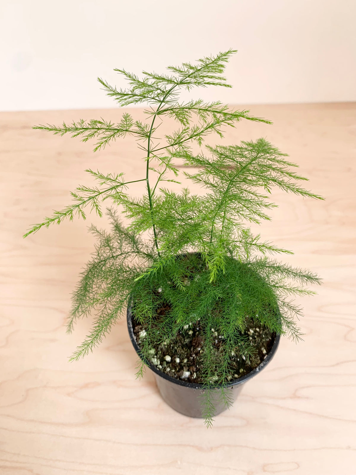 Plumosa Asparagus Fern