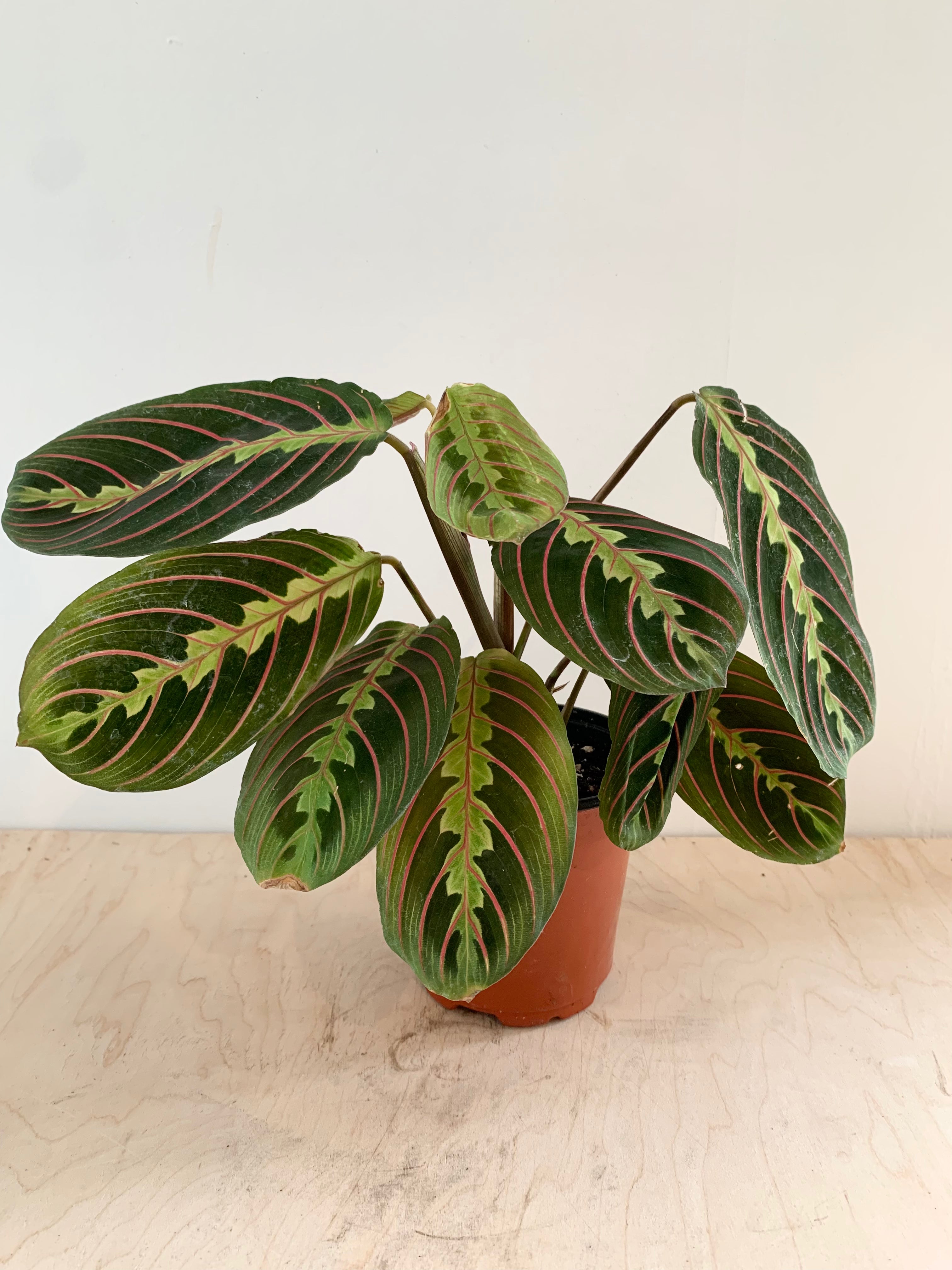 Maranta 'Red'