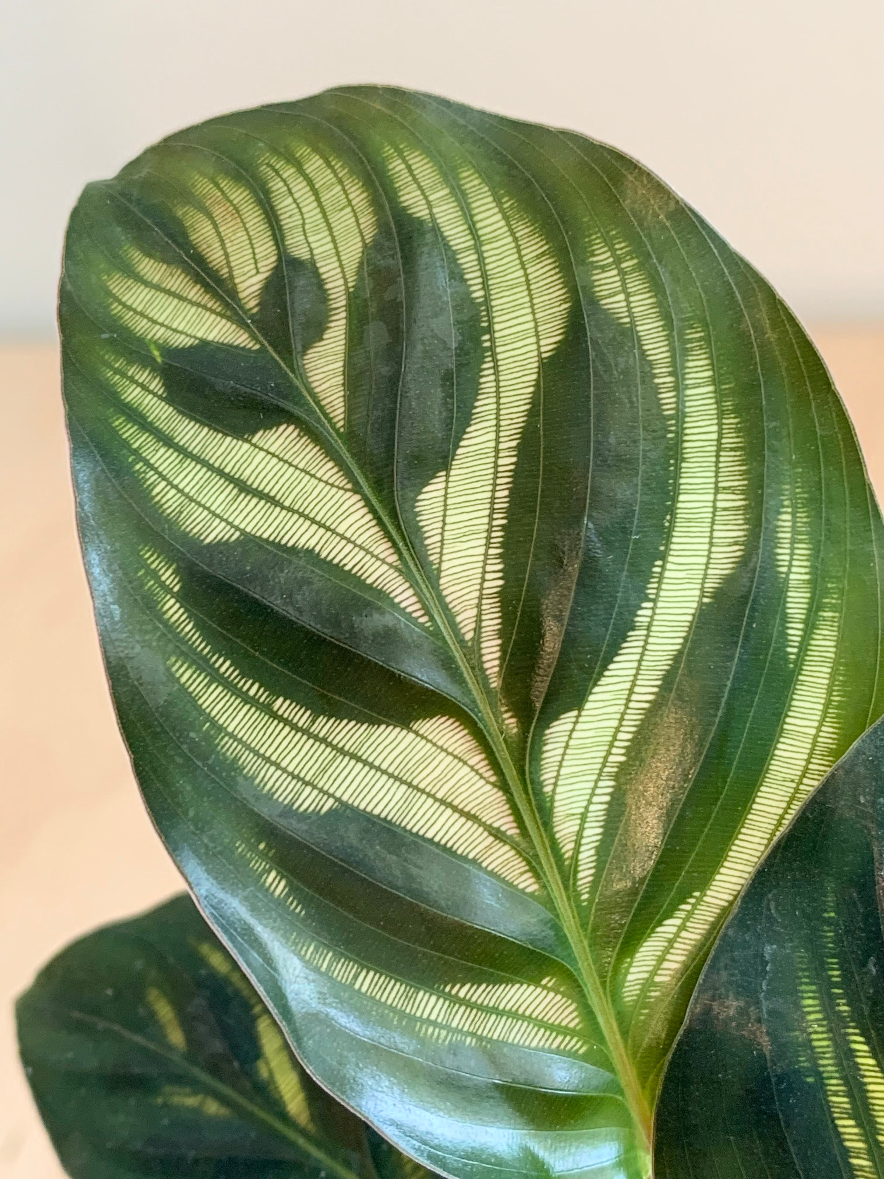 Calathea 'Makoyana'