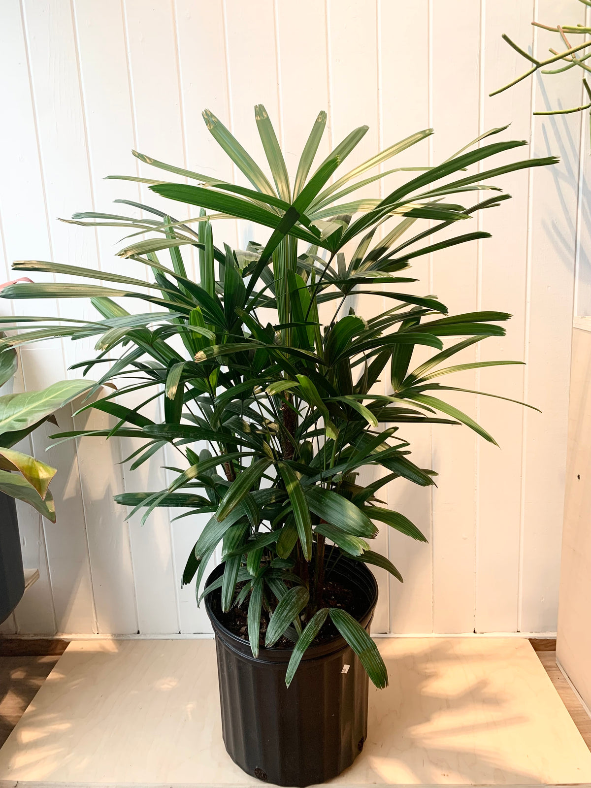 Rhapis Palm
