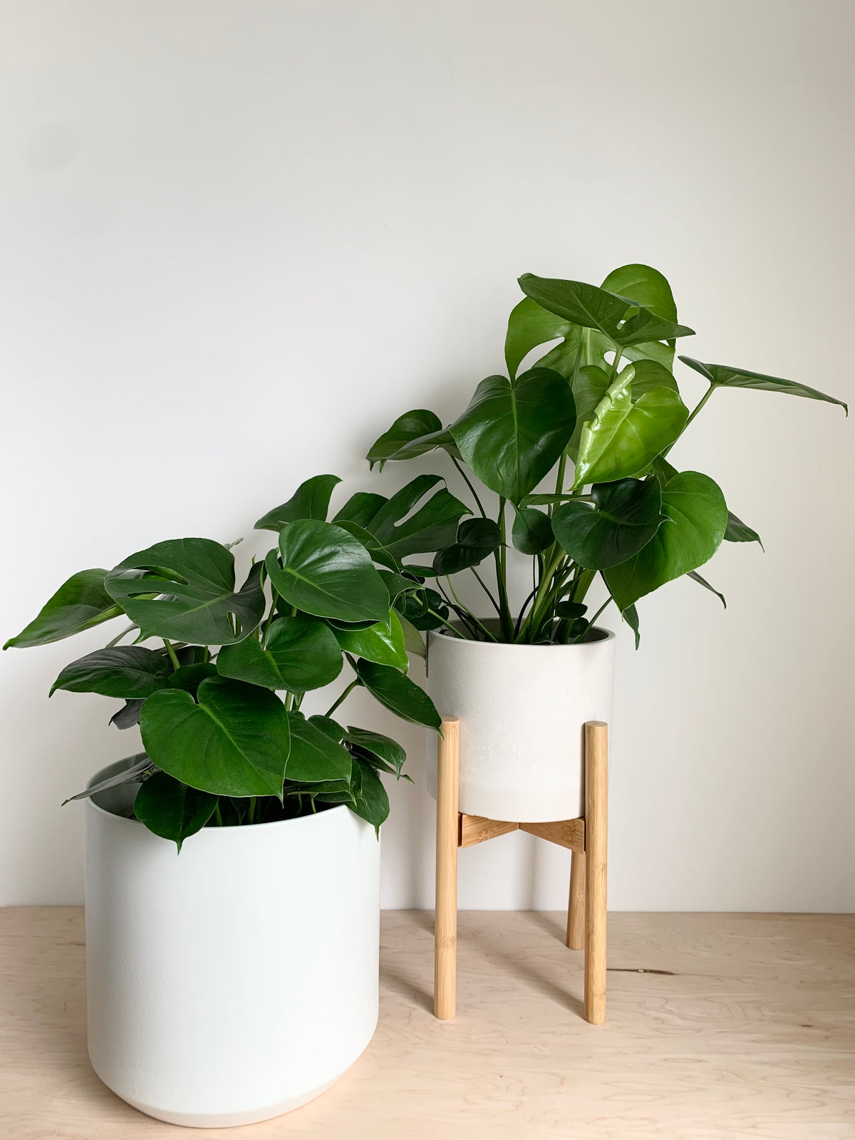 Monstera Délicieuse
