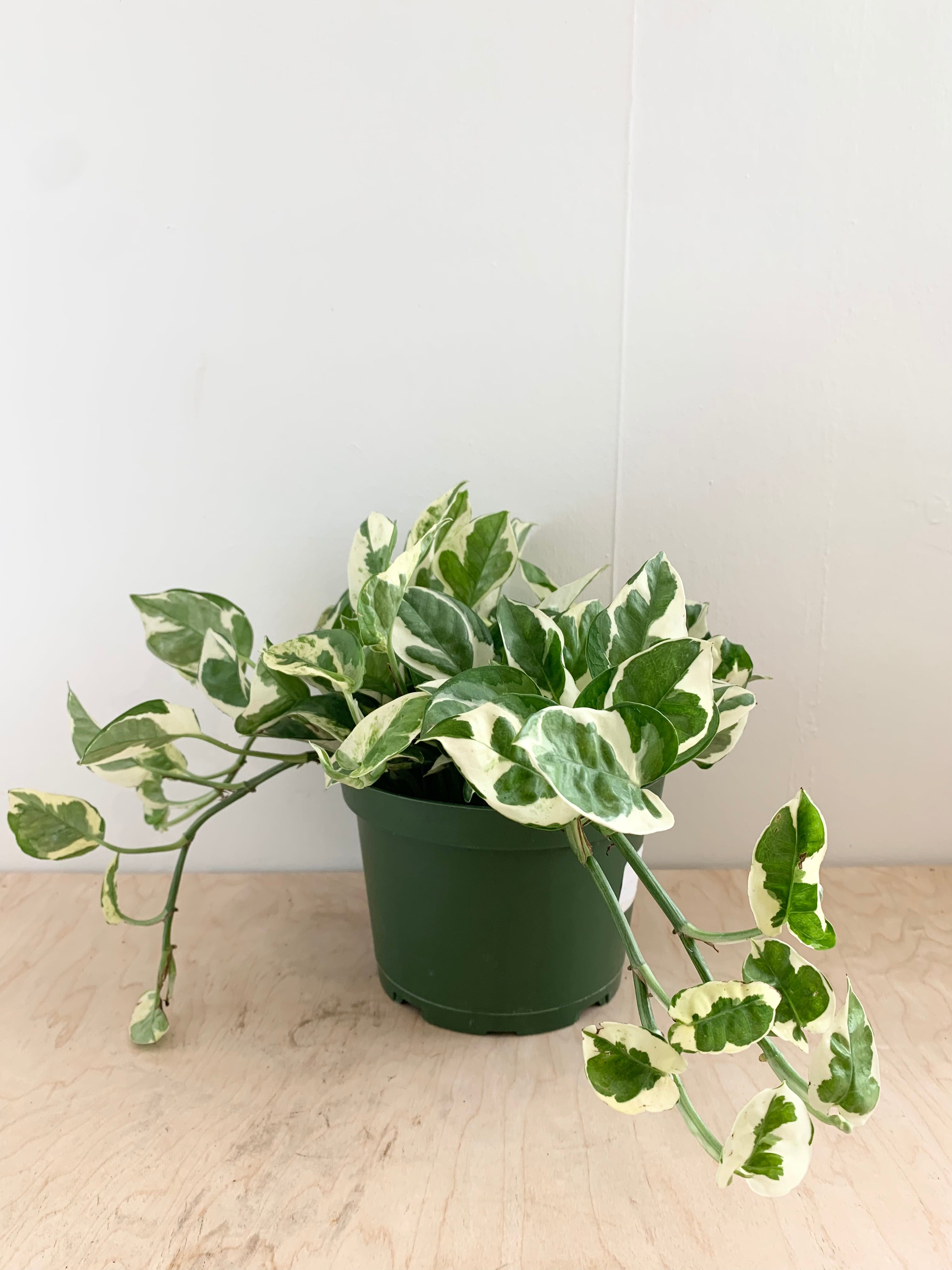 Pothos 'Perlas y Jade'