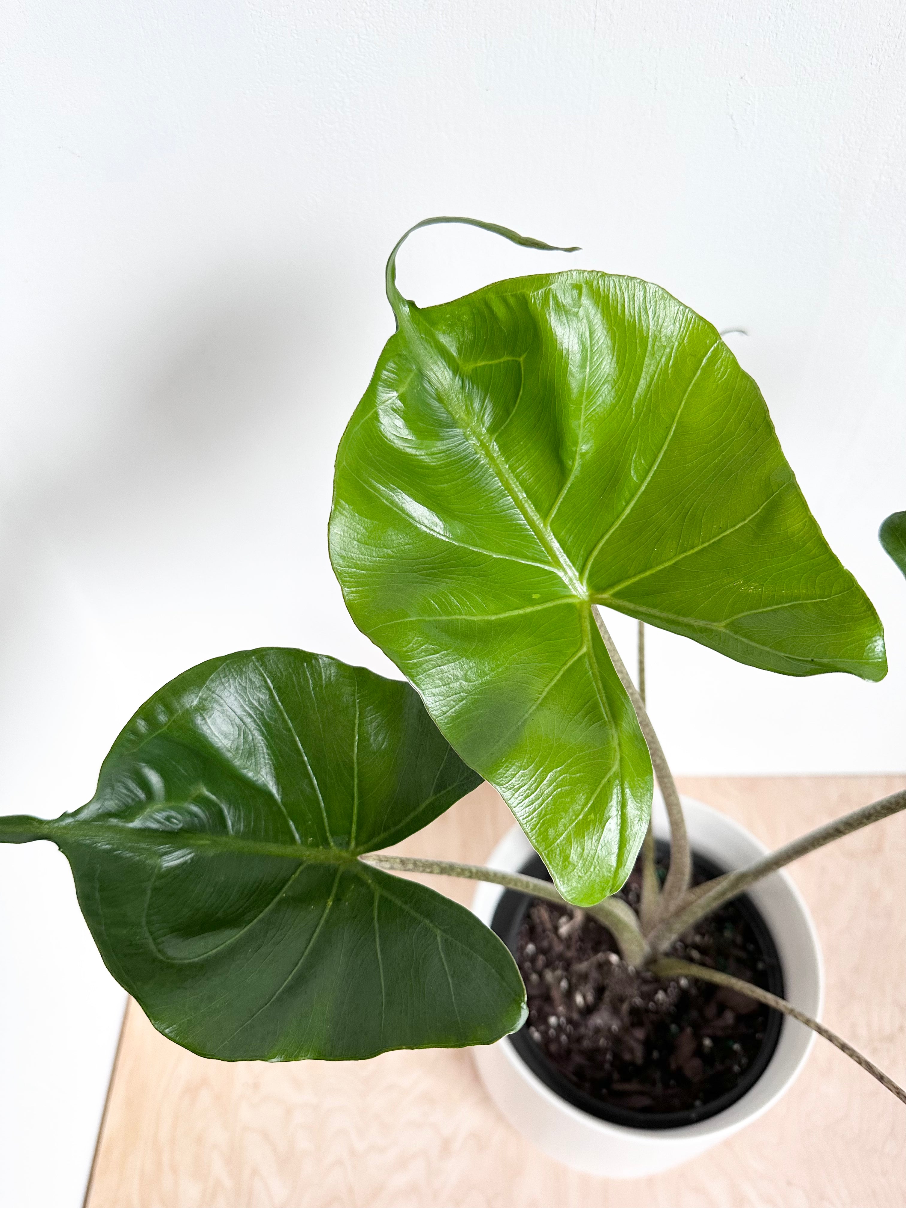 Alocasia 'Stingray'