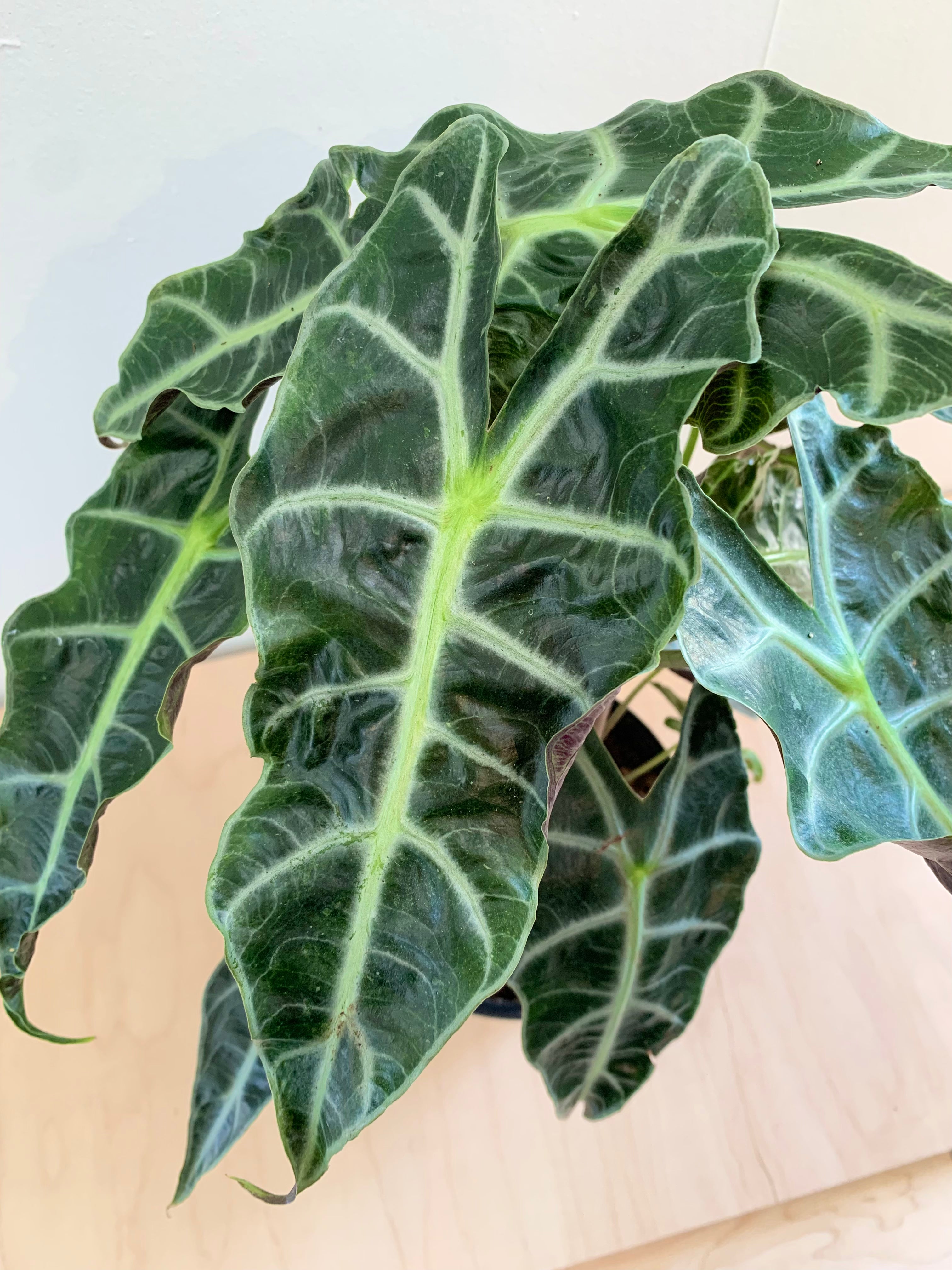 Alocasia 'Polly'