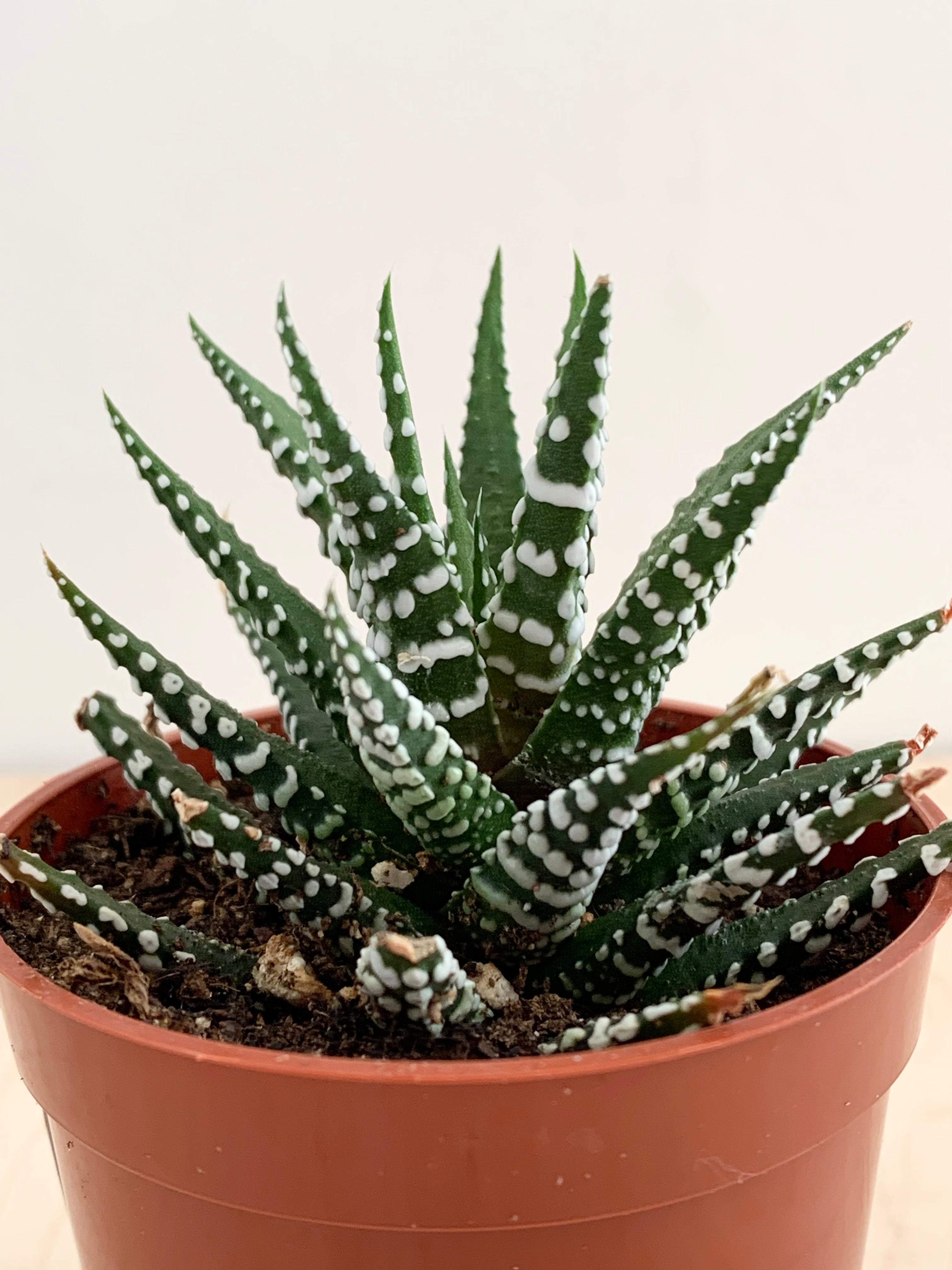 Haworthia succulente