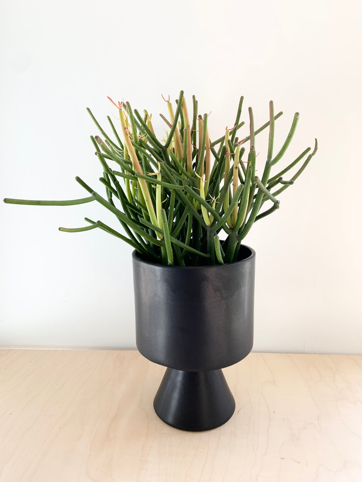 Pencil Cactus