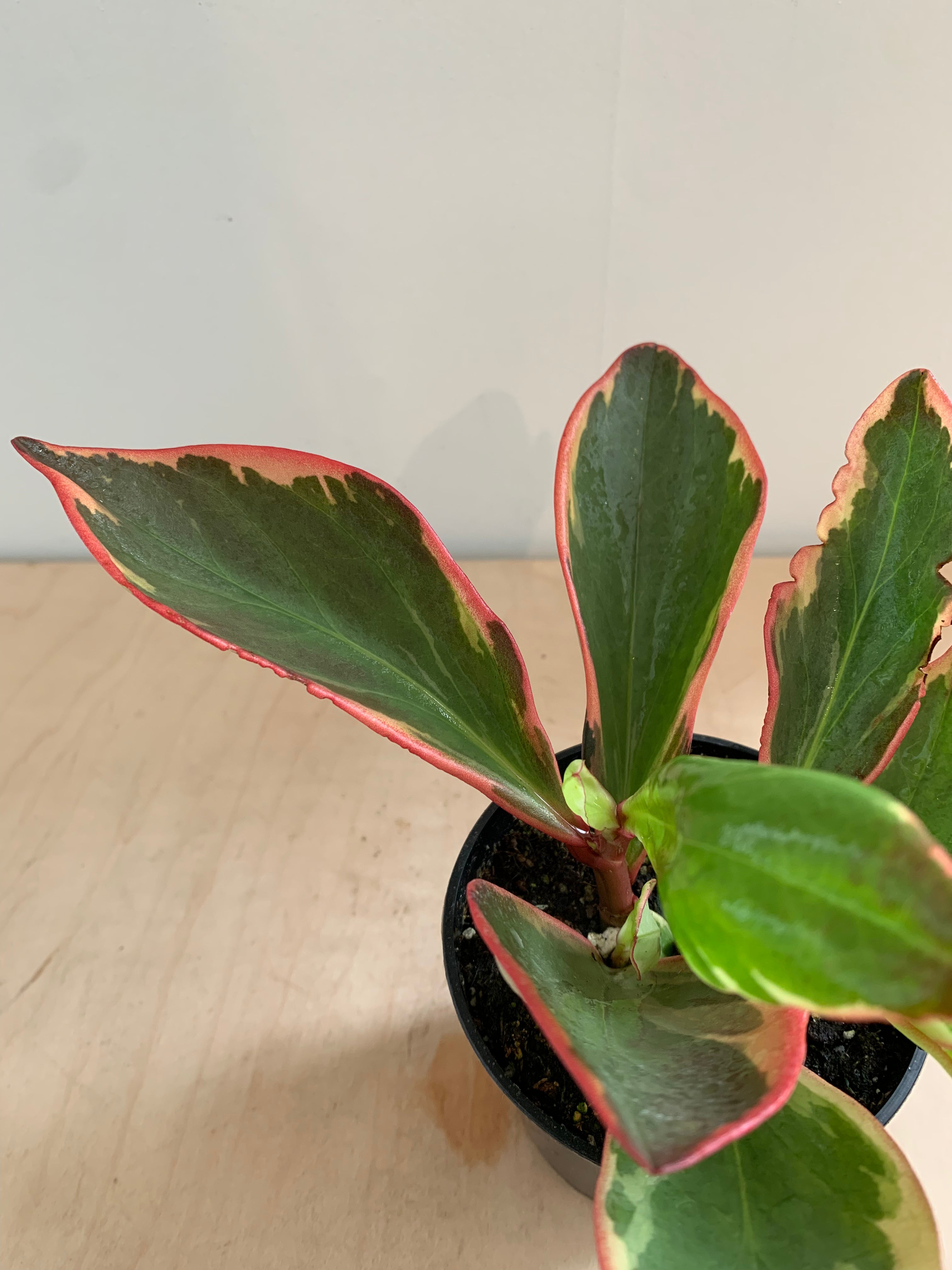 Pépéromia 'Clusiifolia'