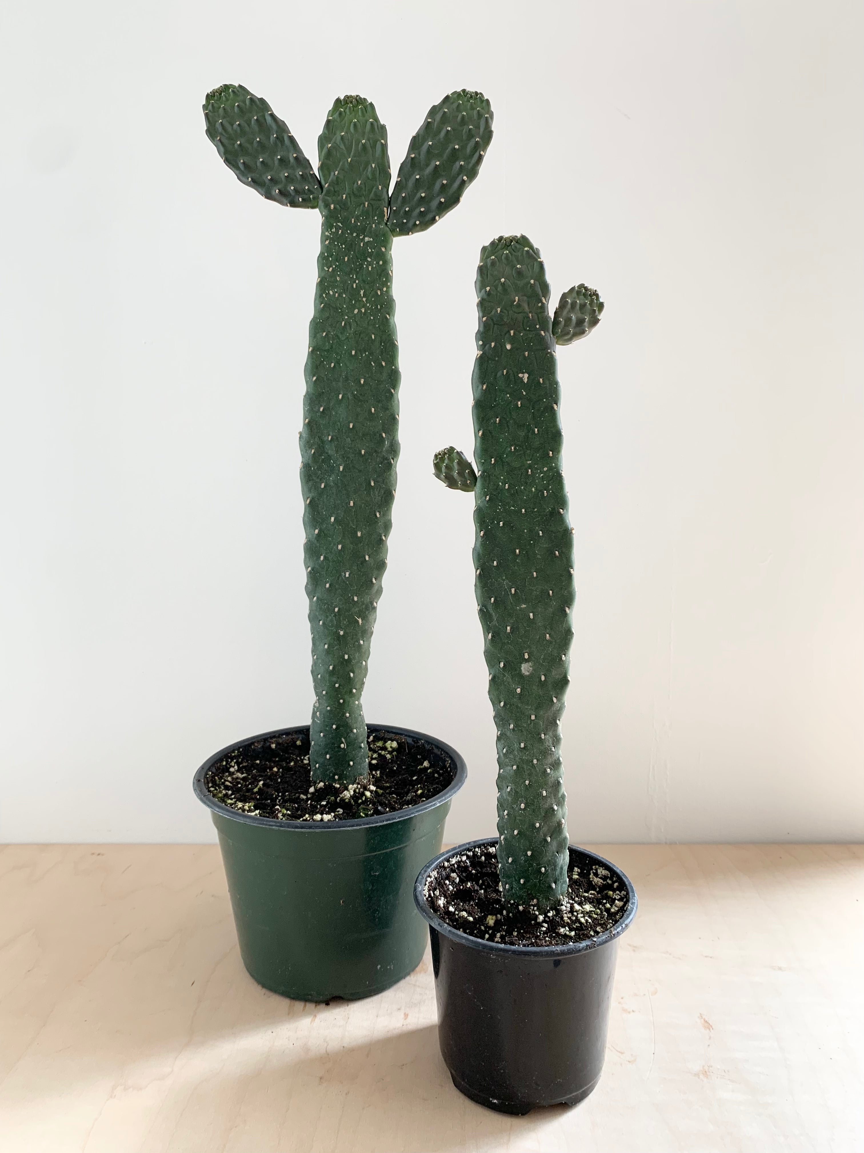 Cactus de dibujos animados