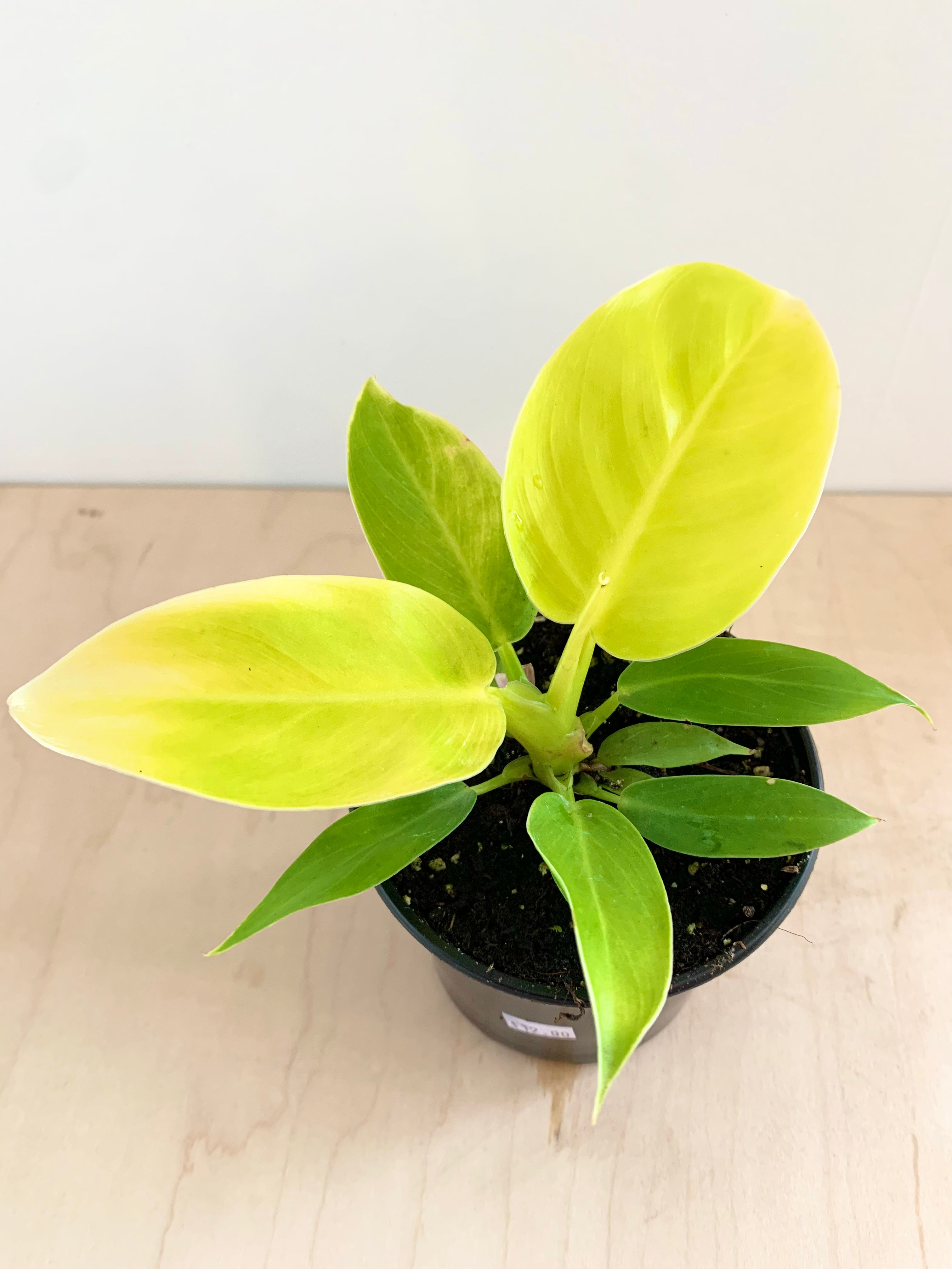 Philodendron 'Clair de lune'