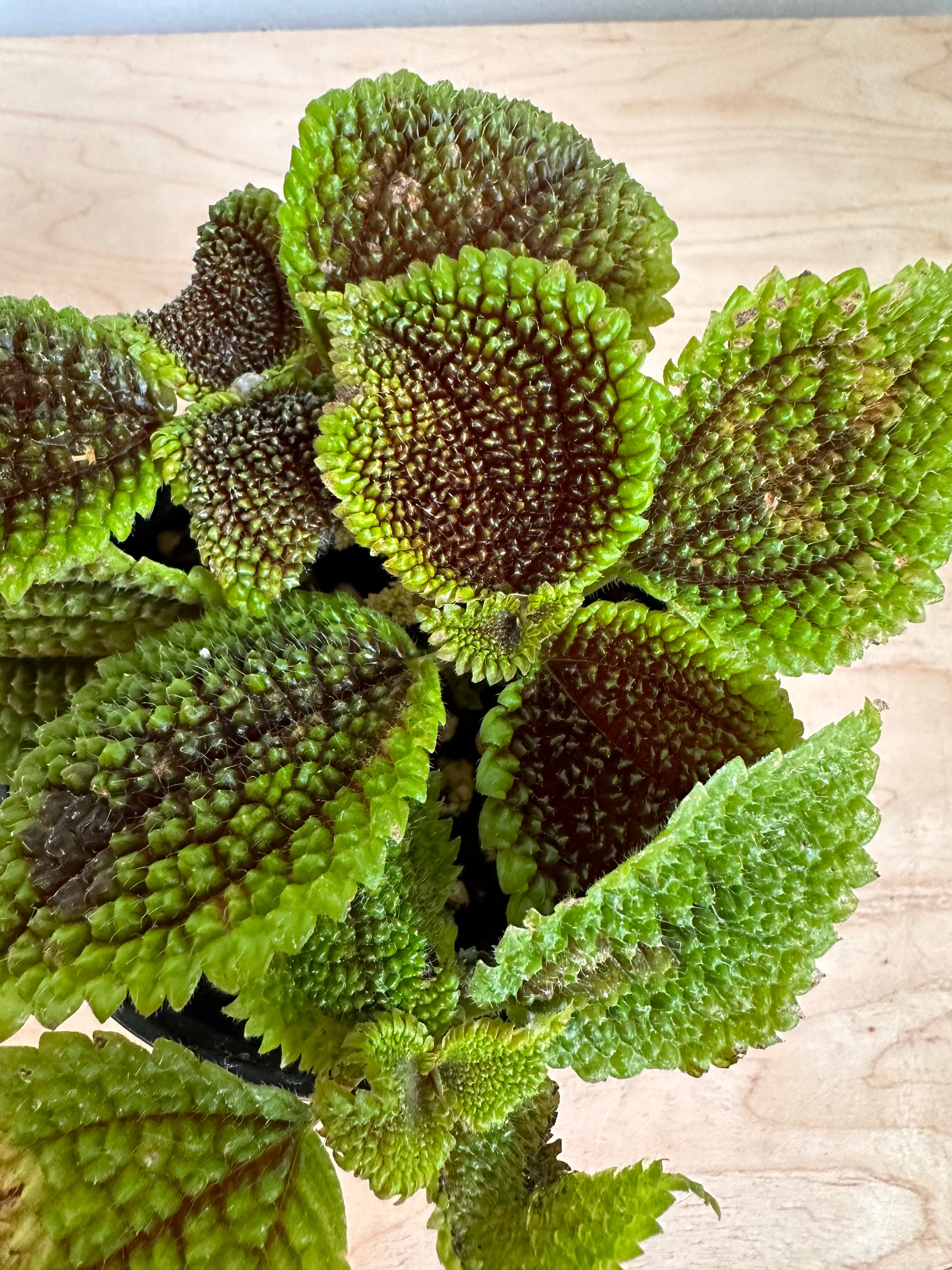 Vallée de la Lune de Pilea