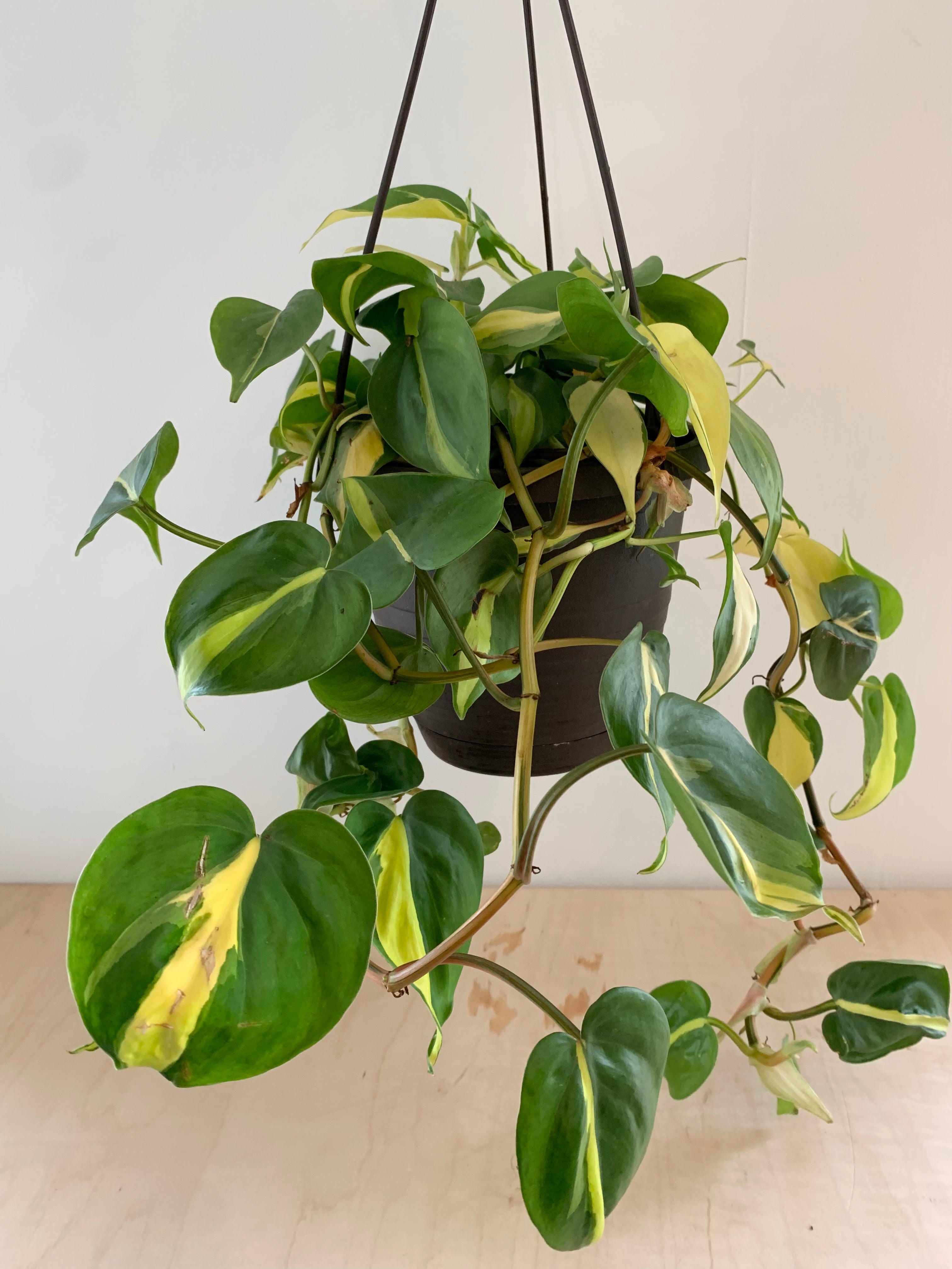 Philodendron 'Brasil'
