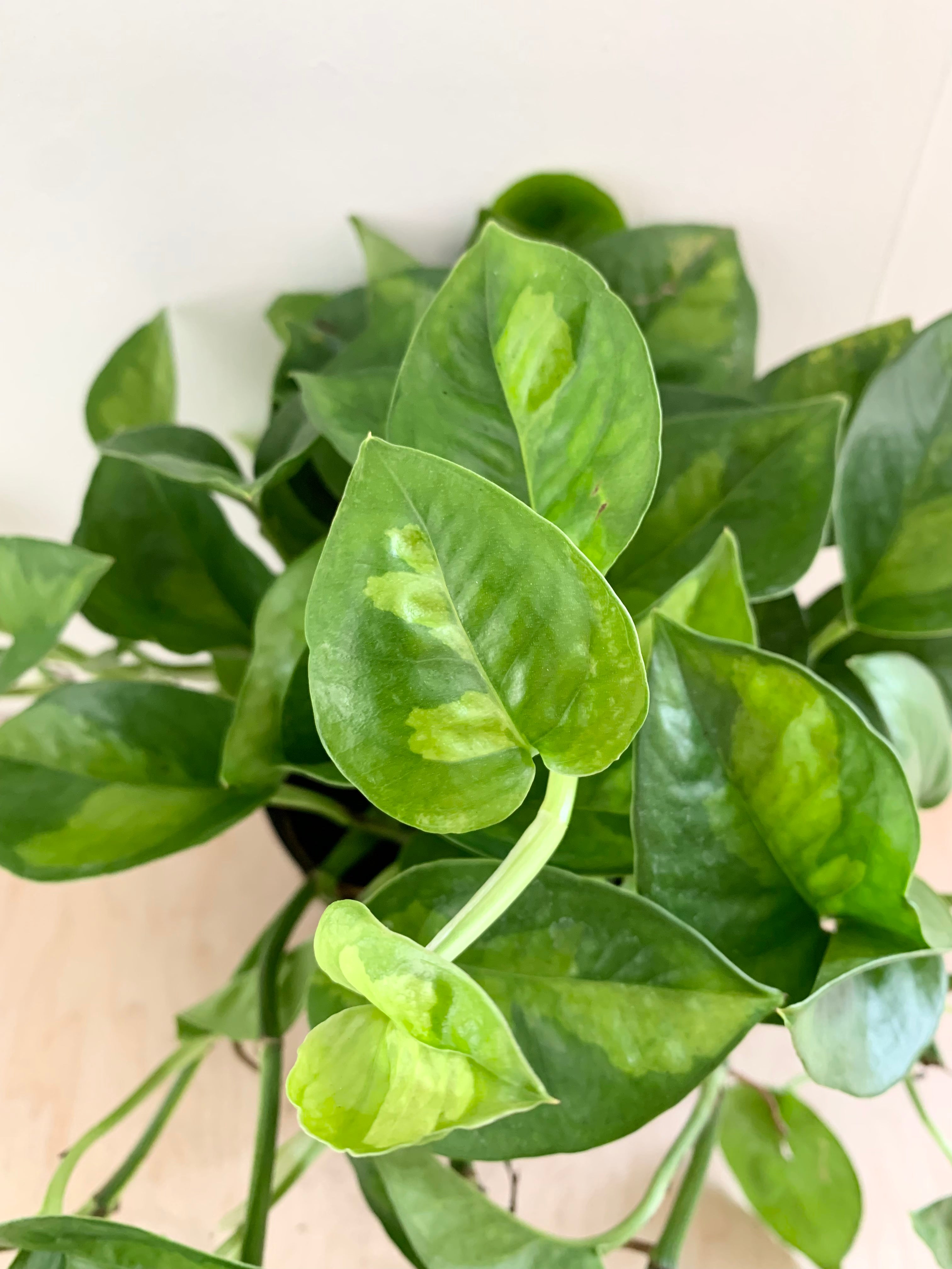 Pothos 'verde global'