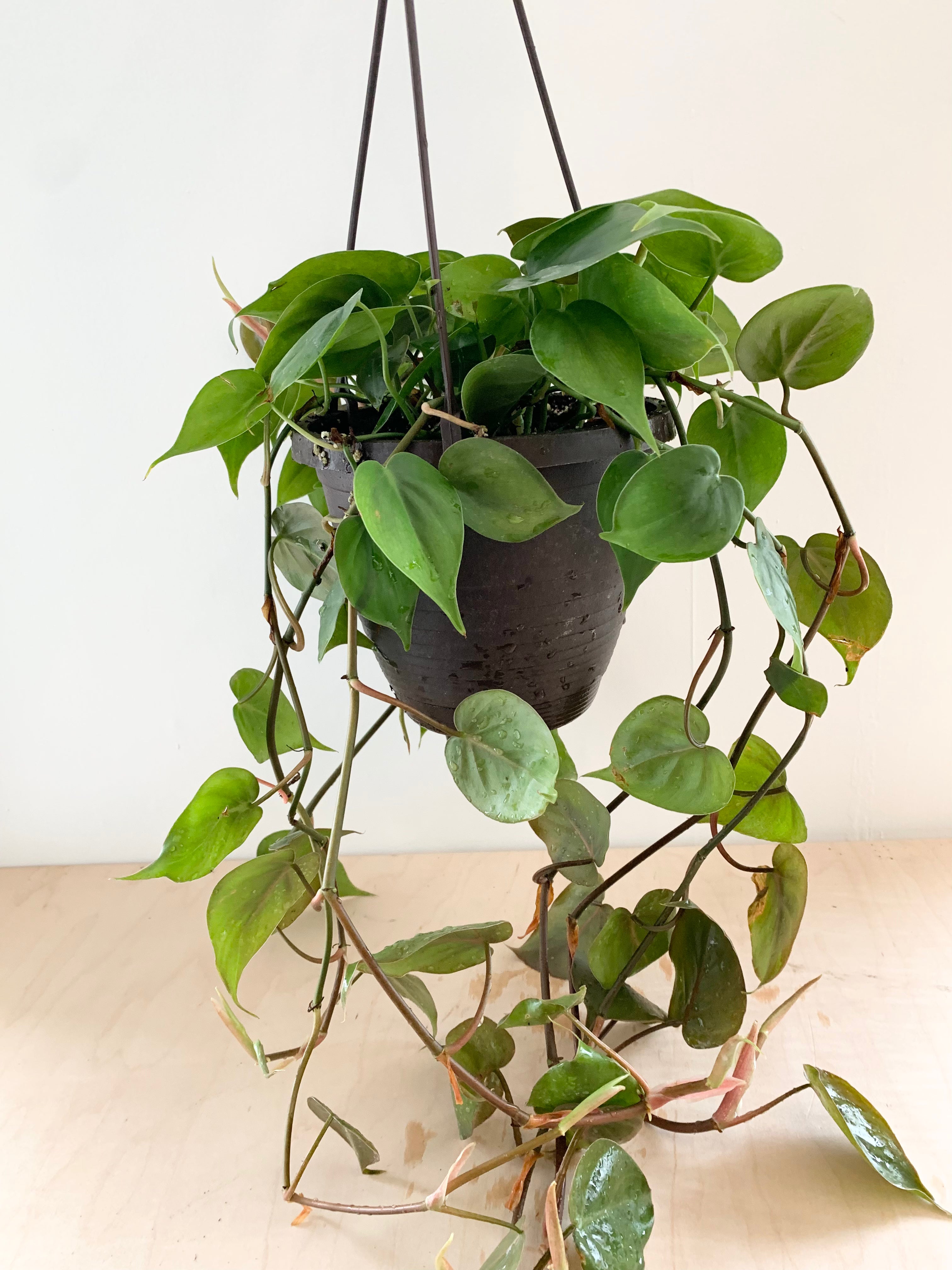 Philodendron 'Cordatum Vert'