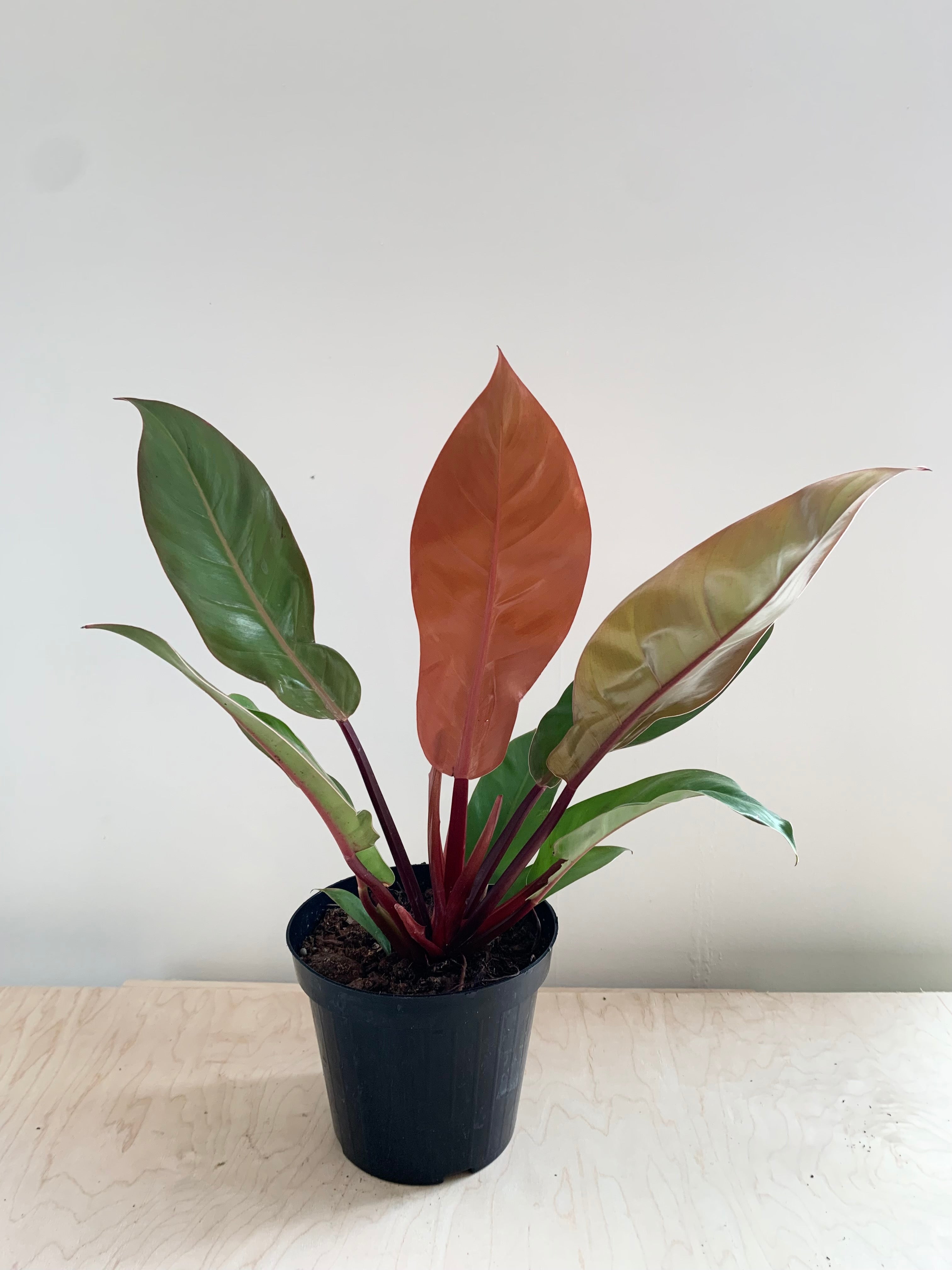 Philodendron 'Prince of Orange'