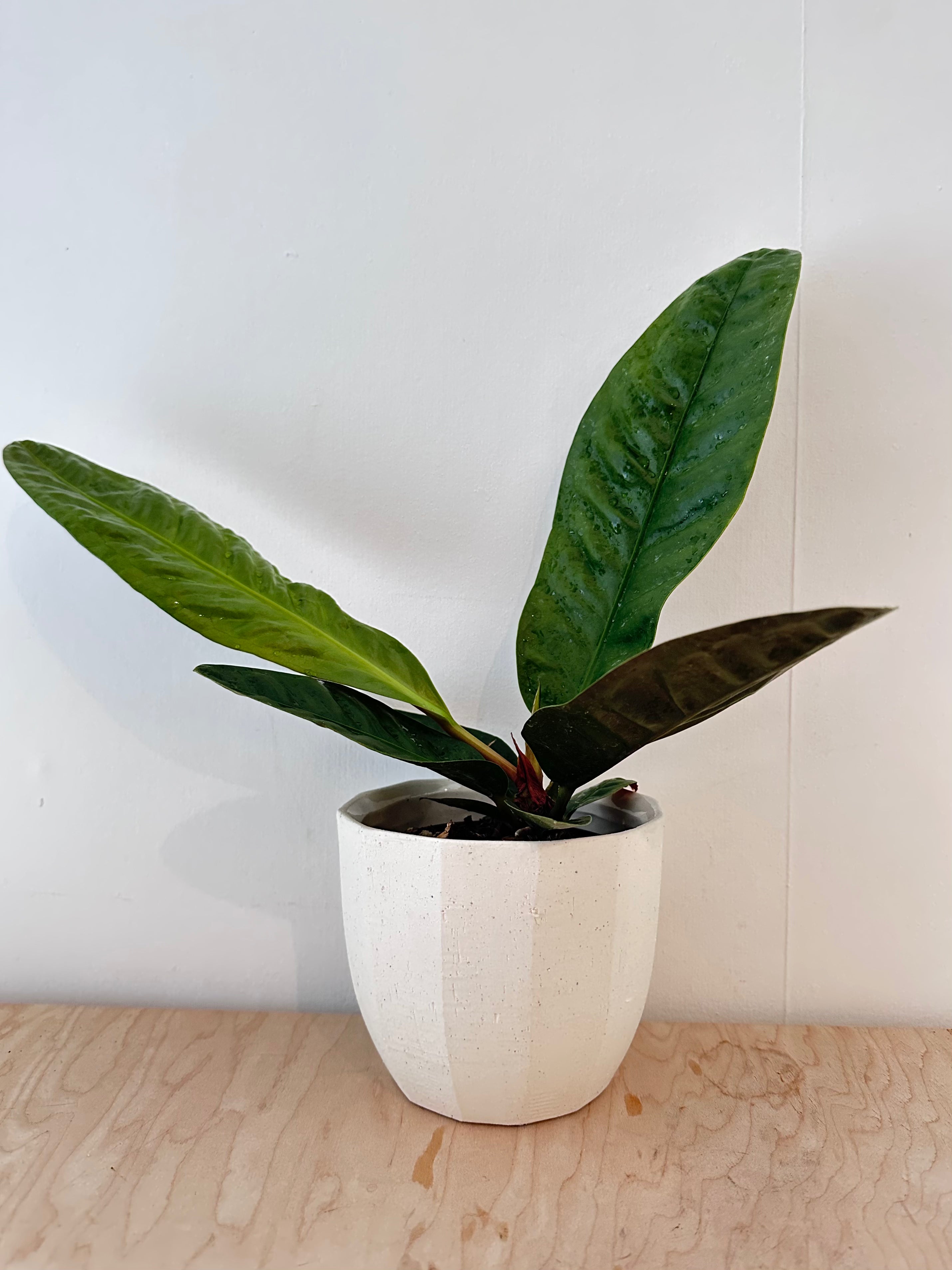Anthurium 'Superbum'