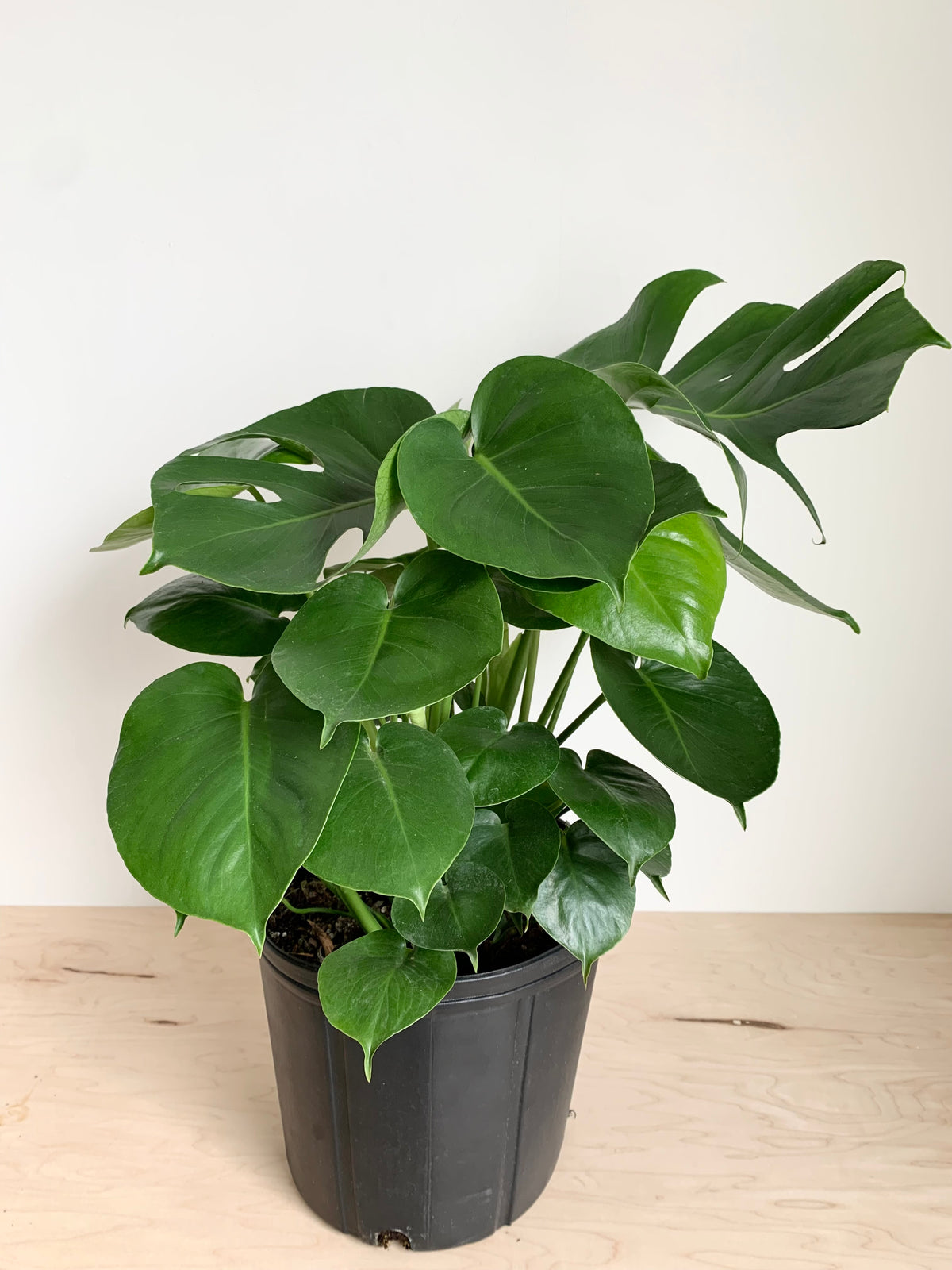 Monstera Délicieuse