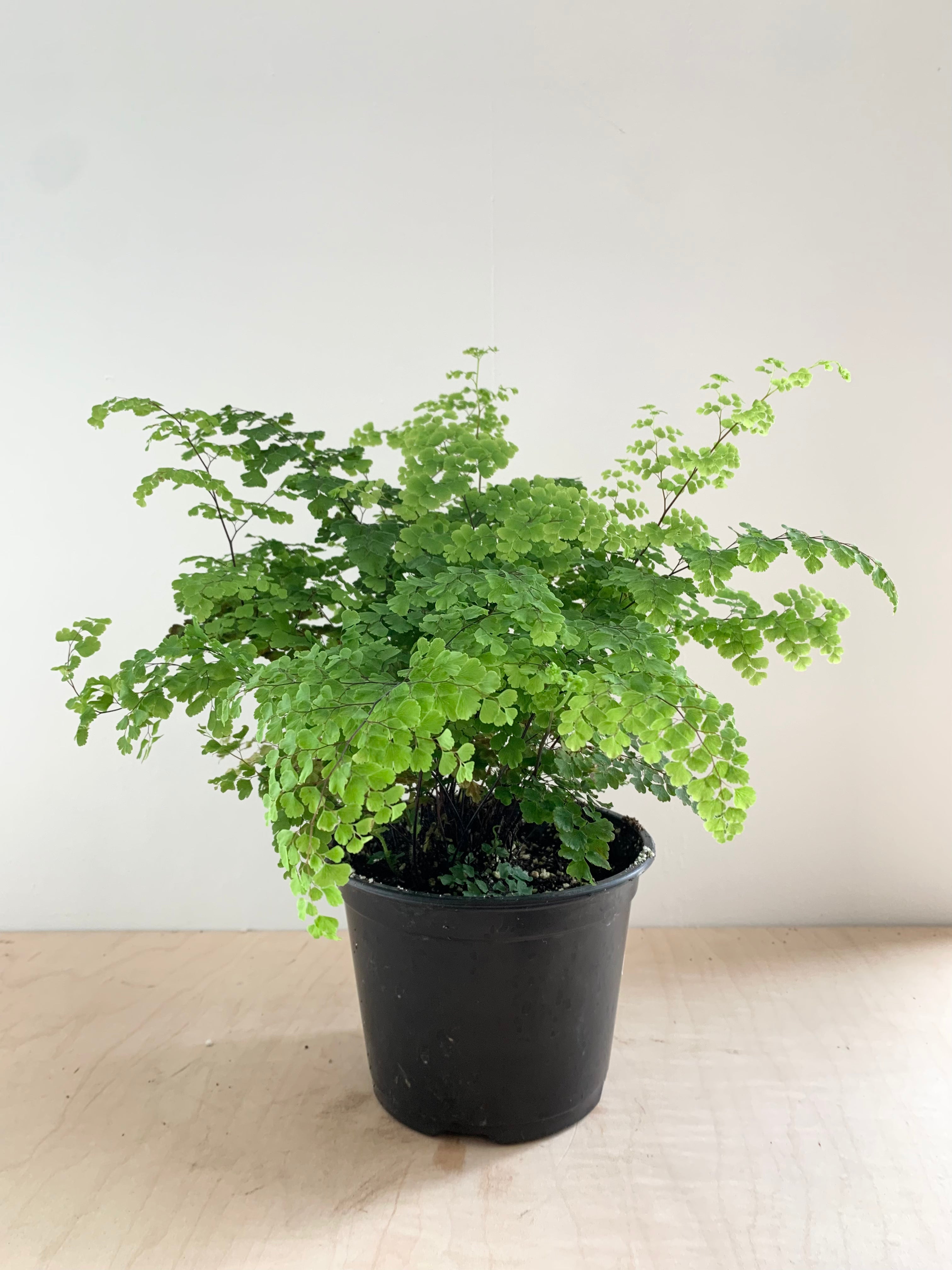 Maidenhair Fern