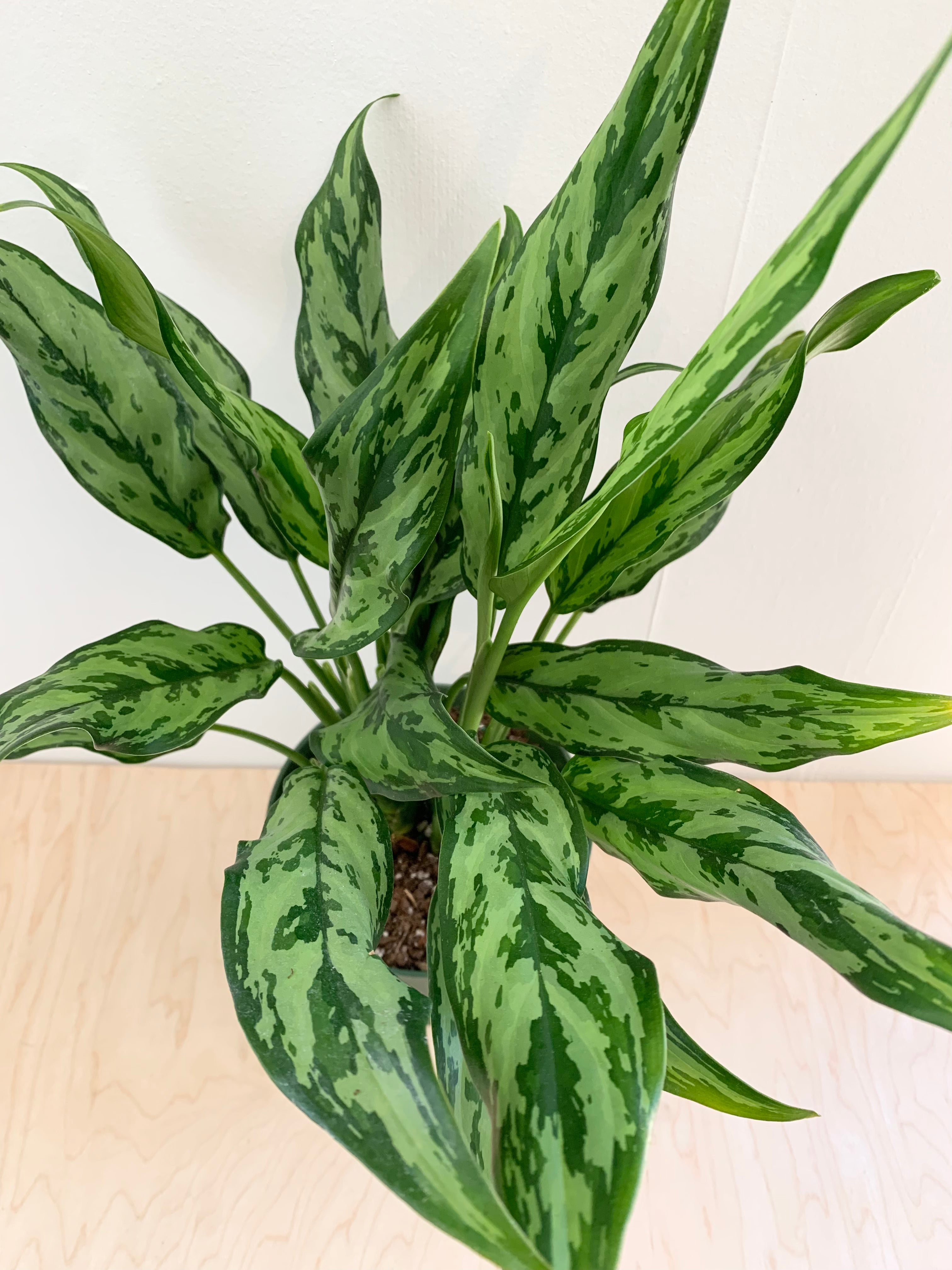 Aglaonema 'Juliette'