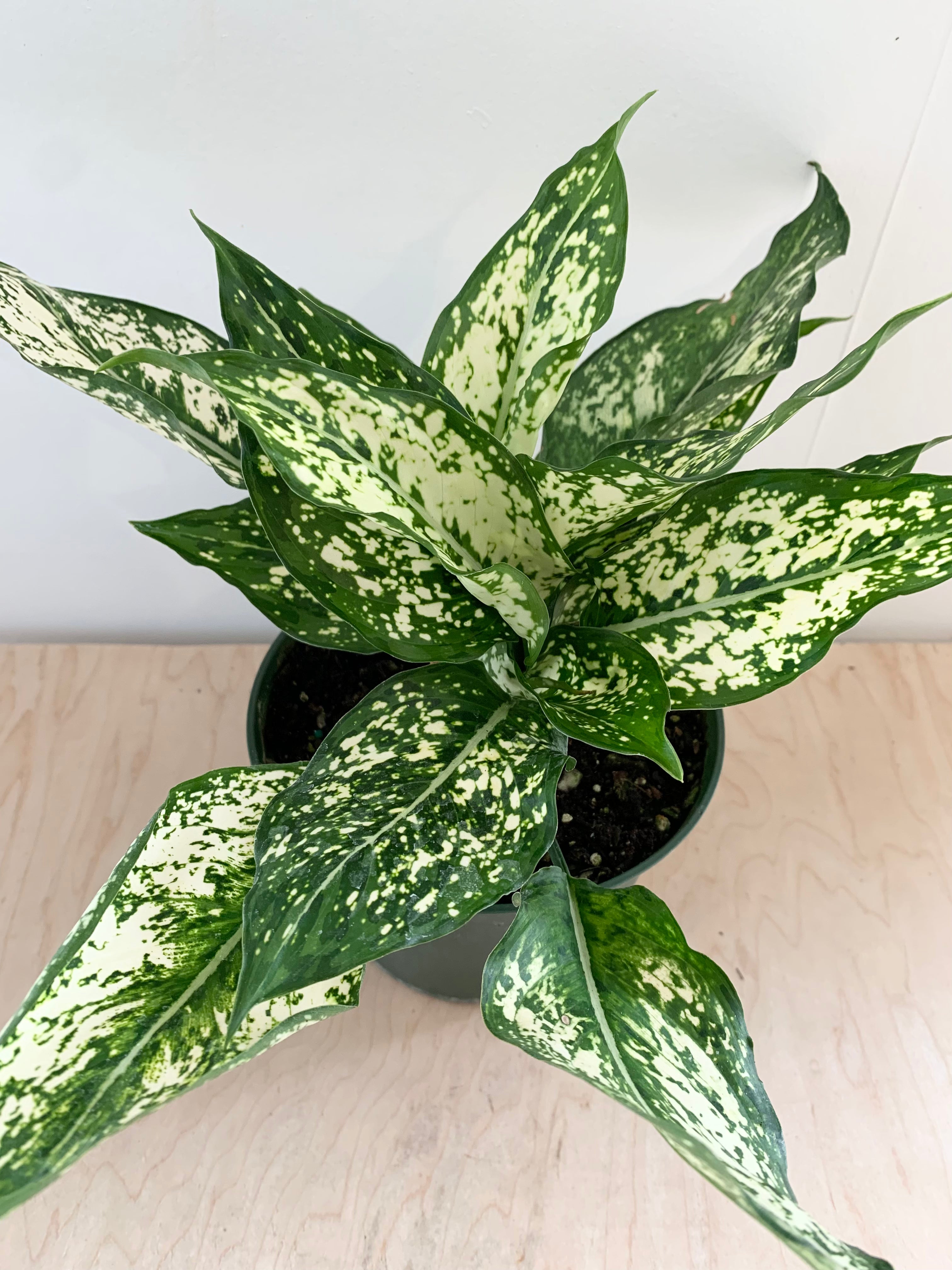 Aglaonema 'Osaka'
