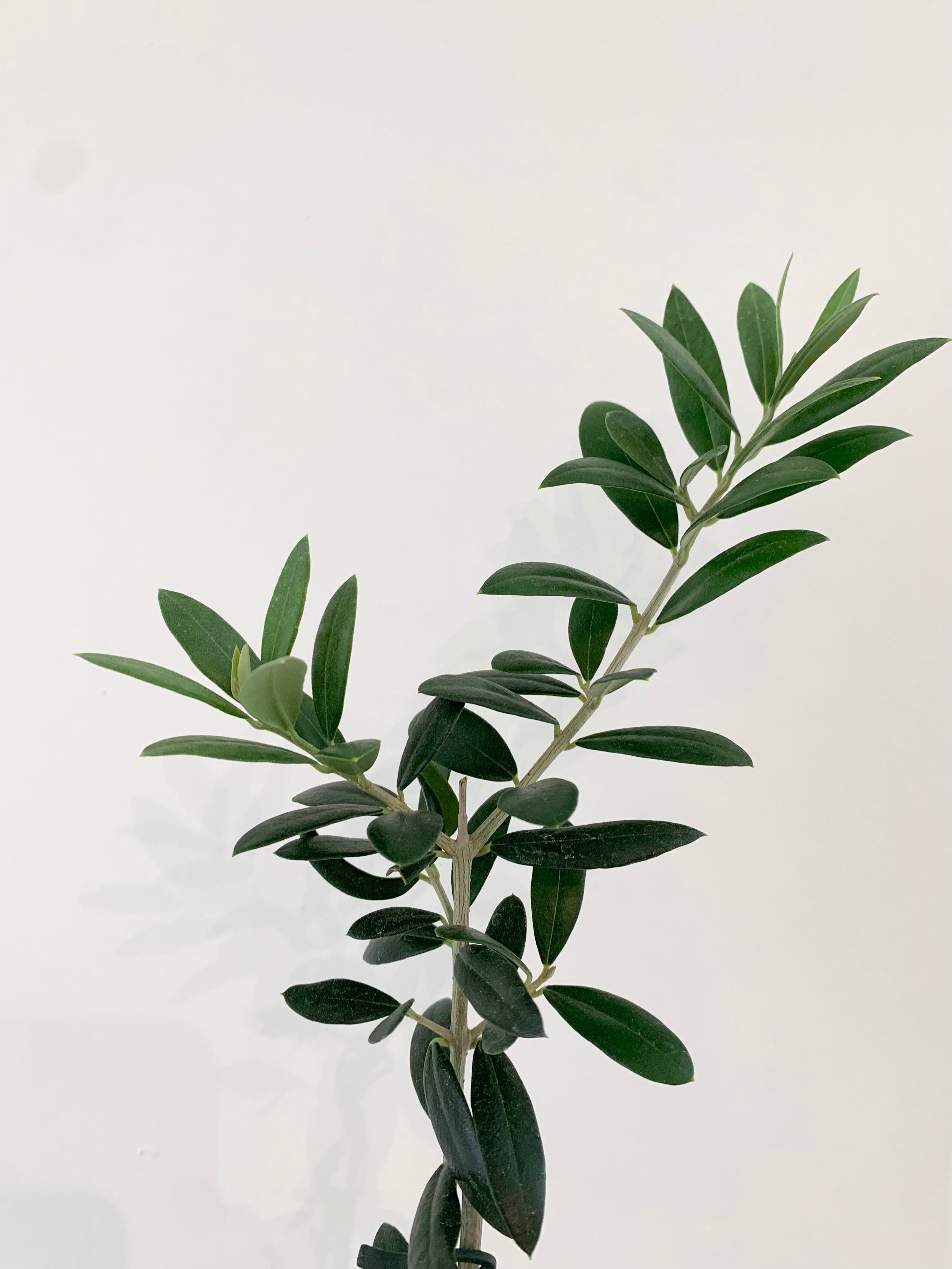 Olive Tree