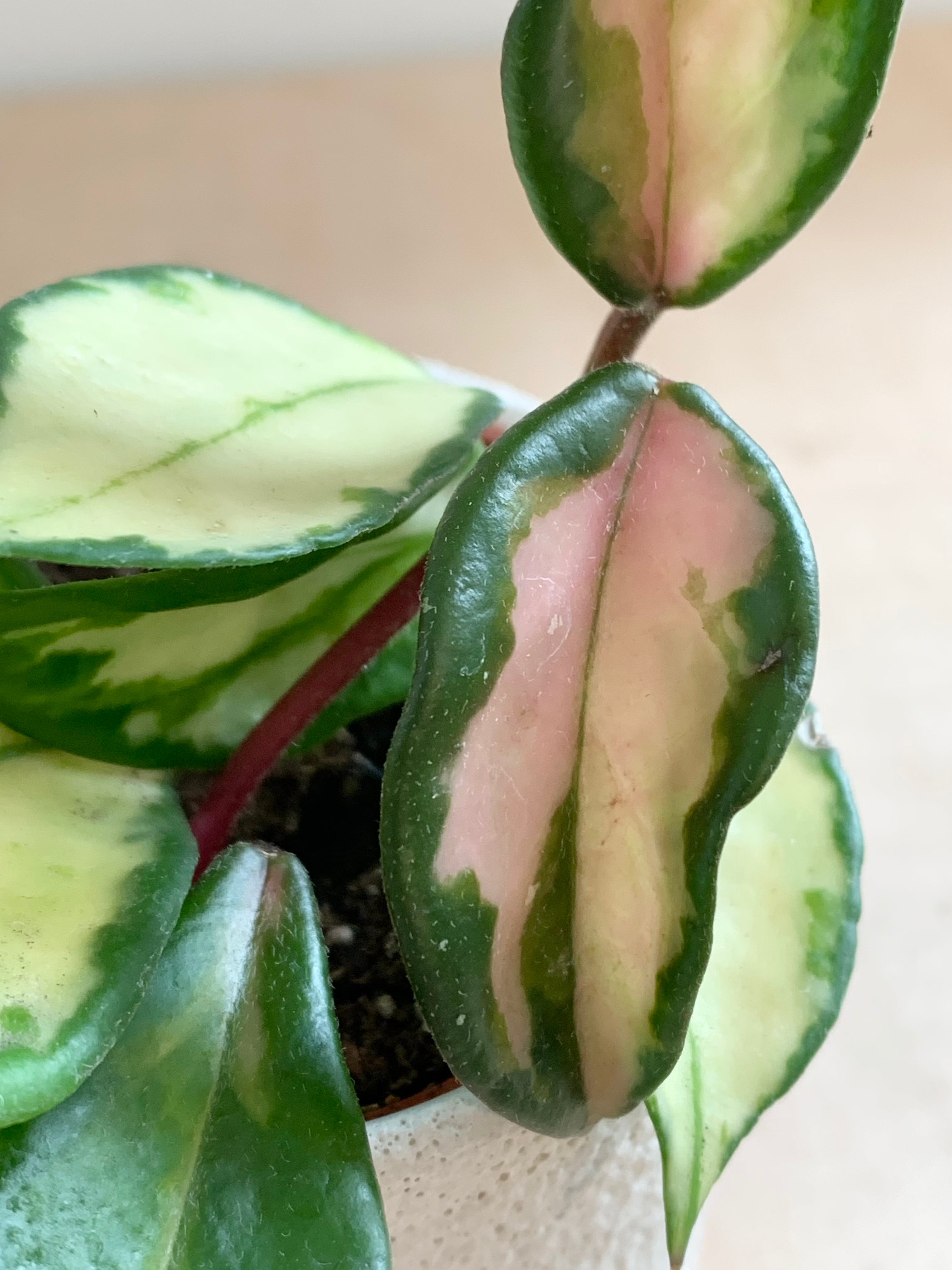 Hoya 'Carnosa Tricolor'