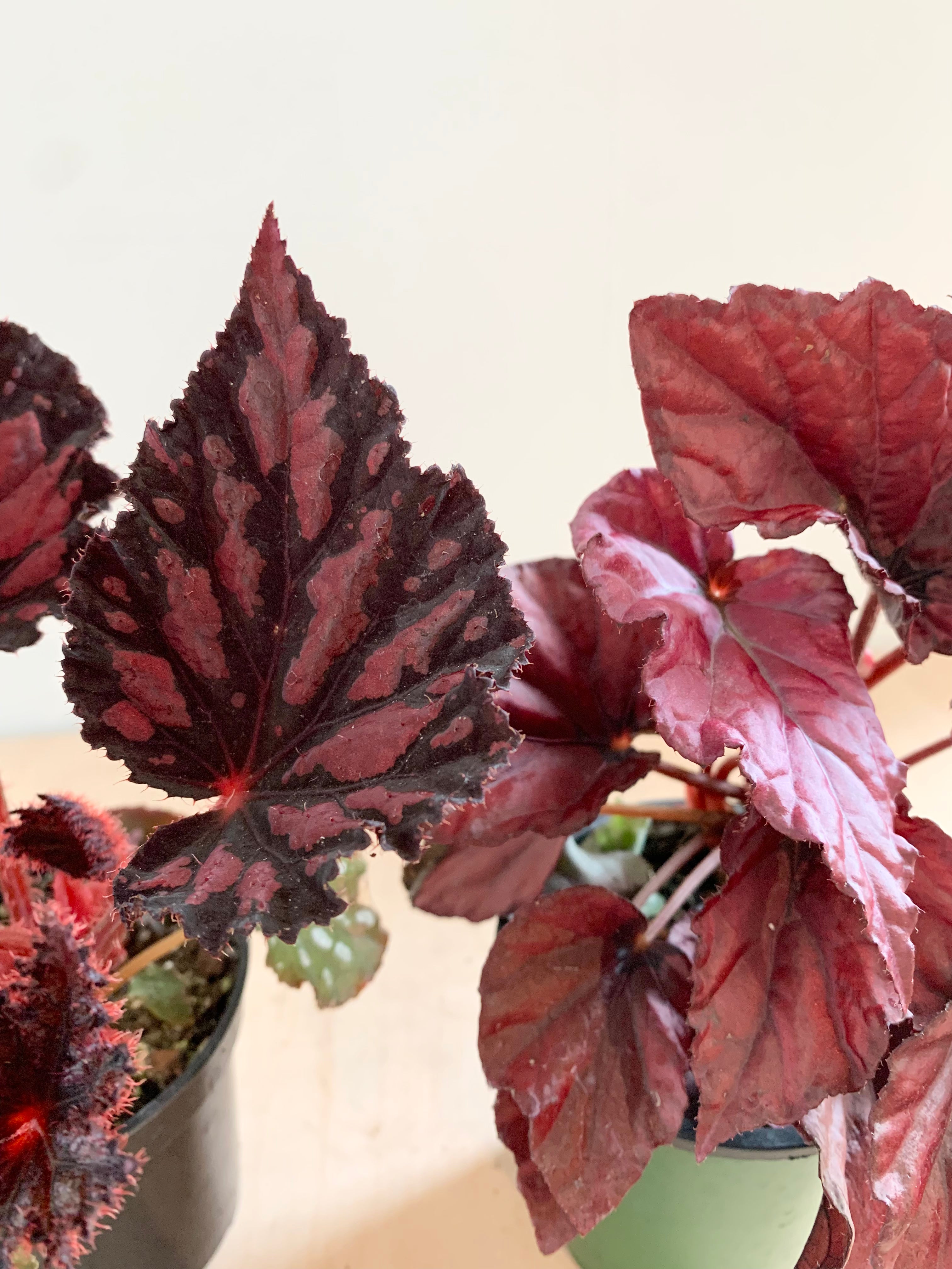 Begonia Rex