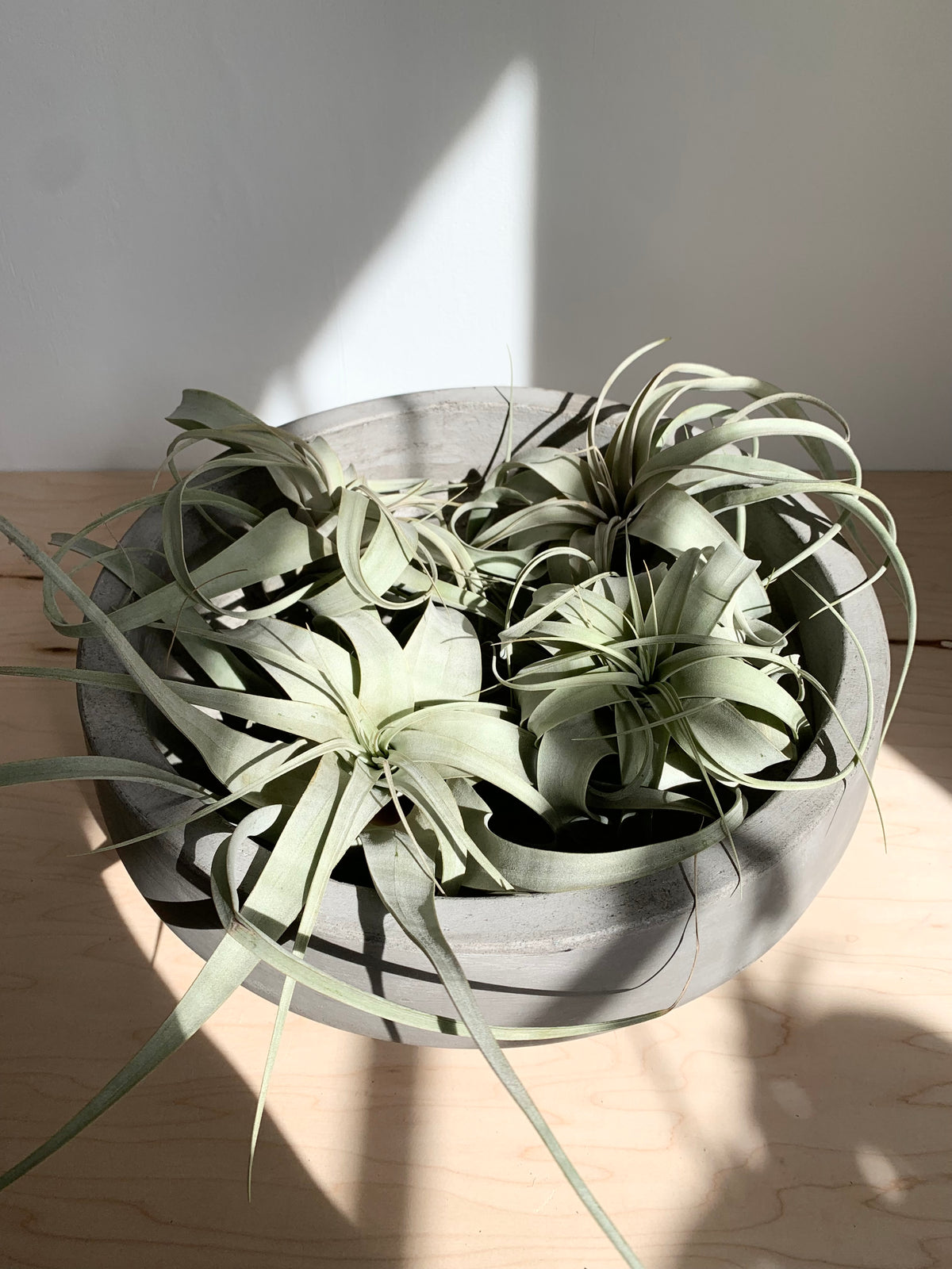 Xerographica Tillandsia