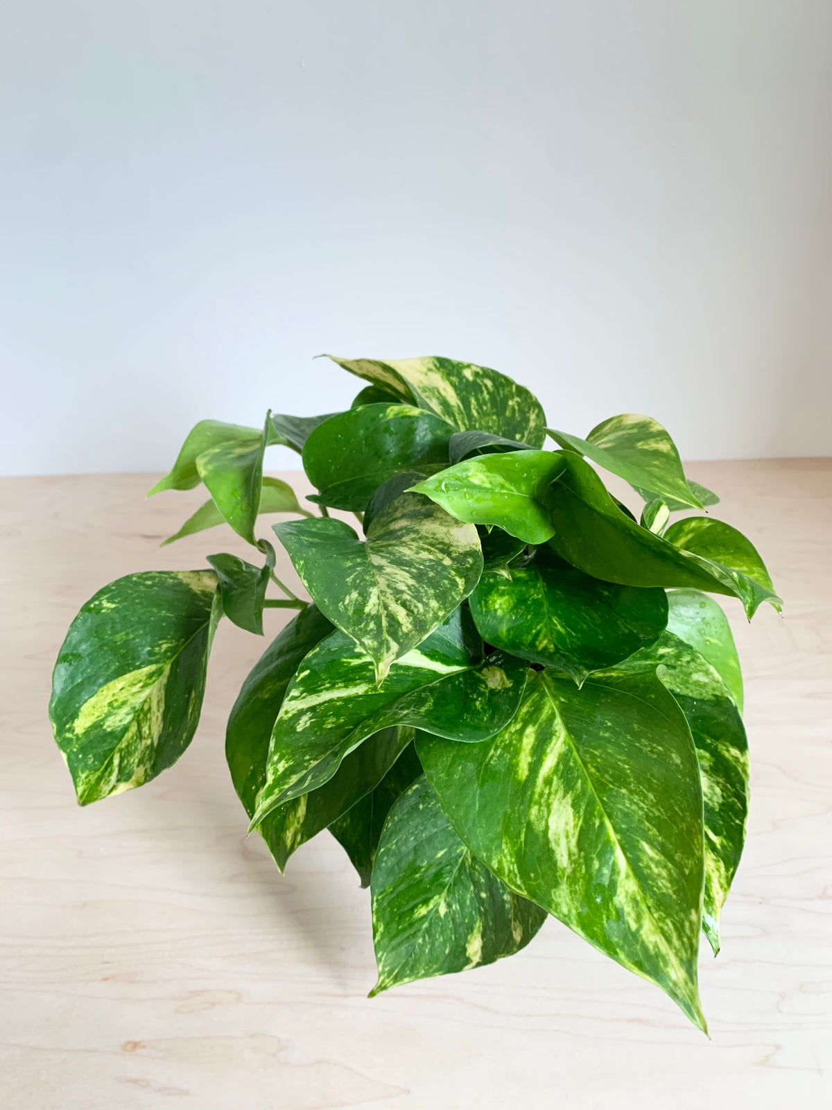 Pothos 'Golden'
