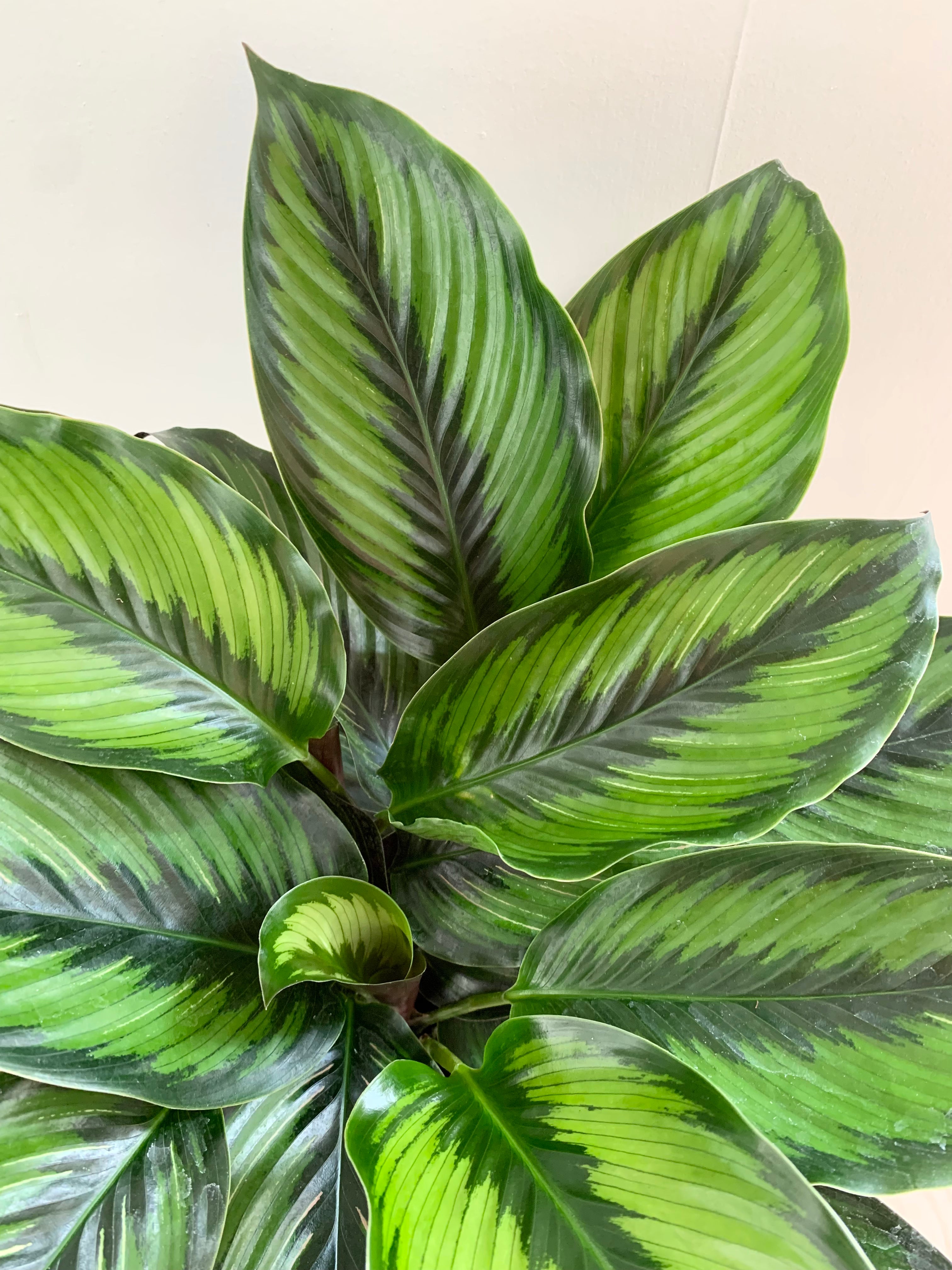 Calathea « Étoile de beauté »