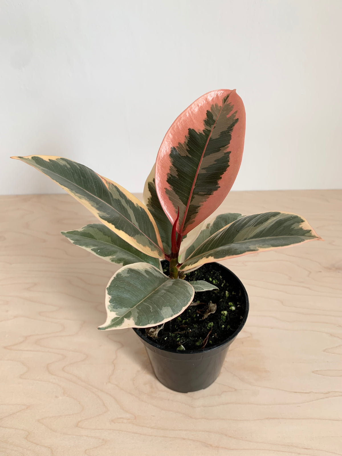 Ficus Elastica 'Tineke'