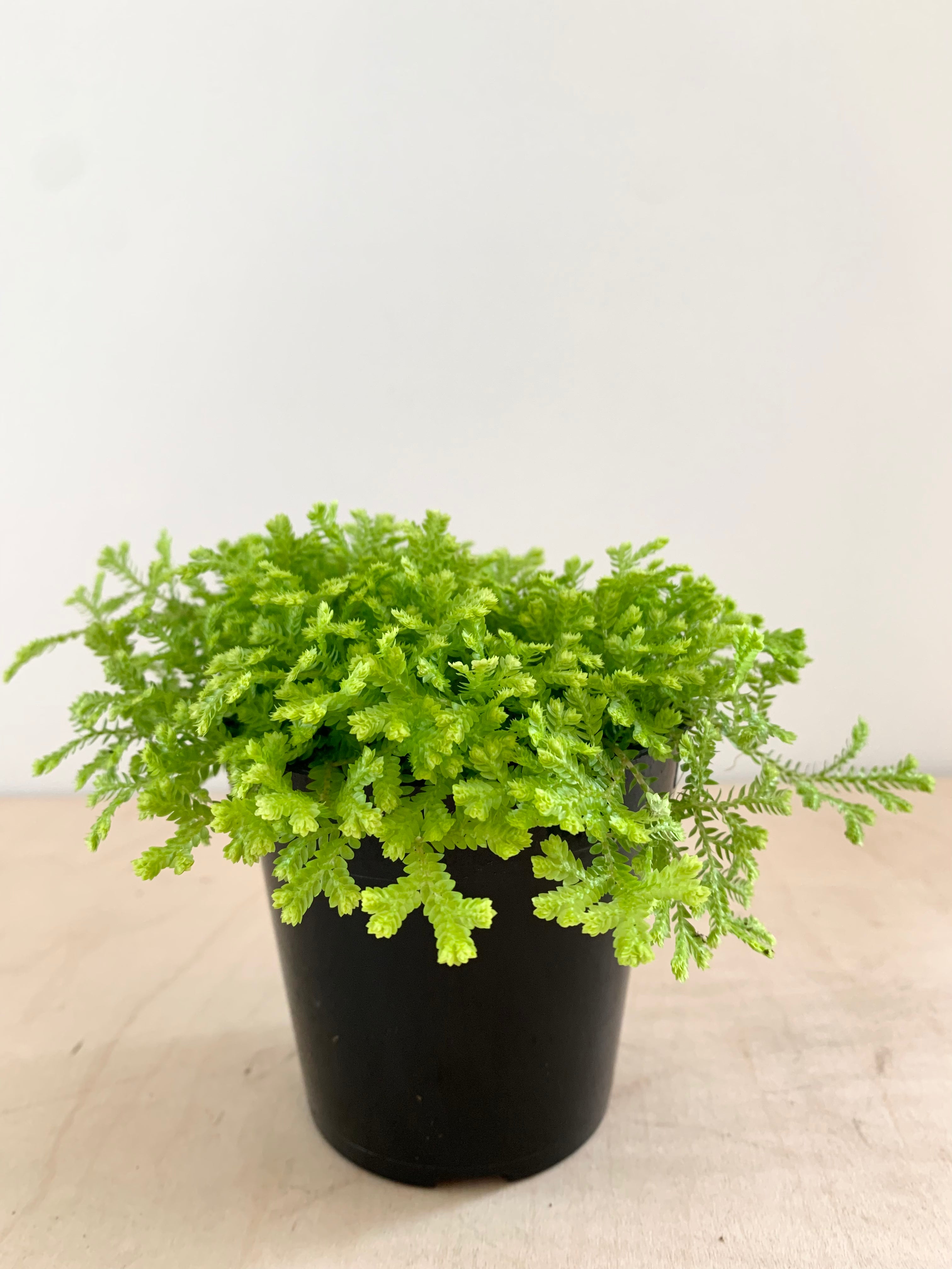 Selaginella Kraussiana