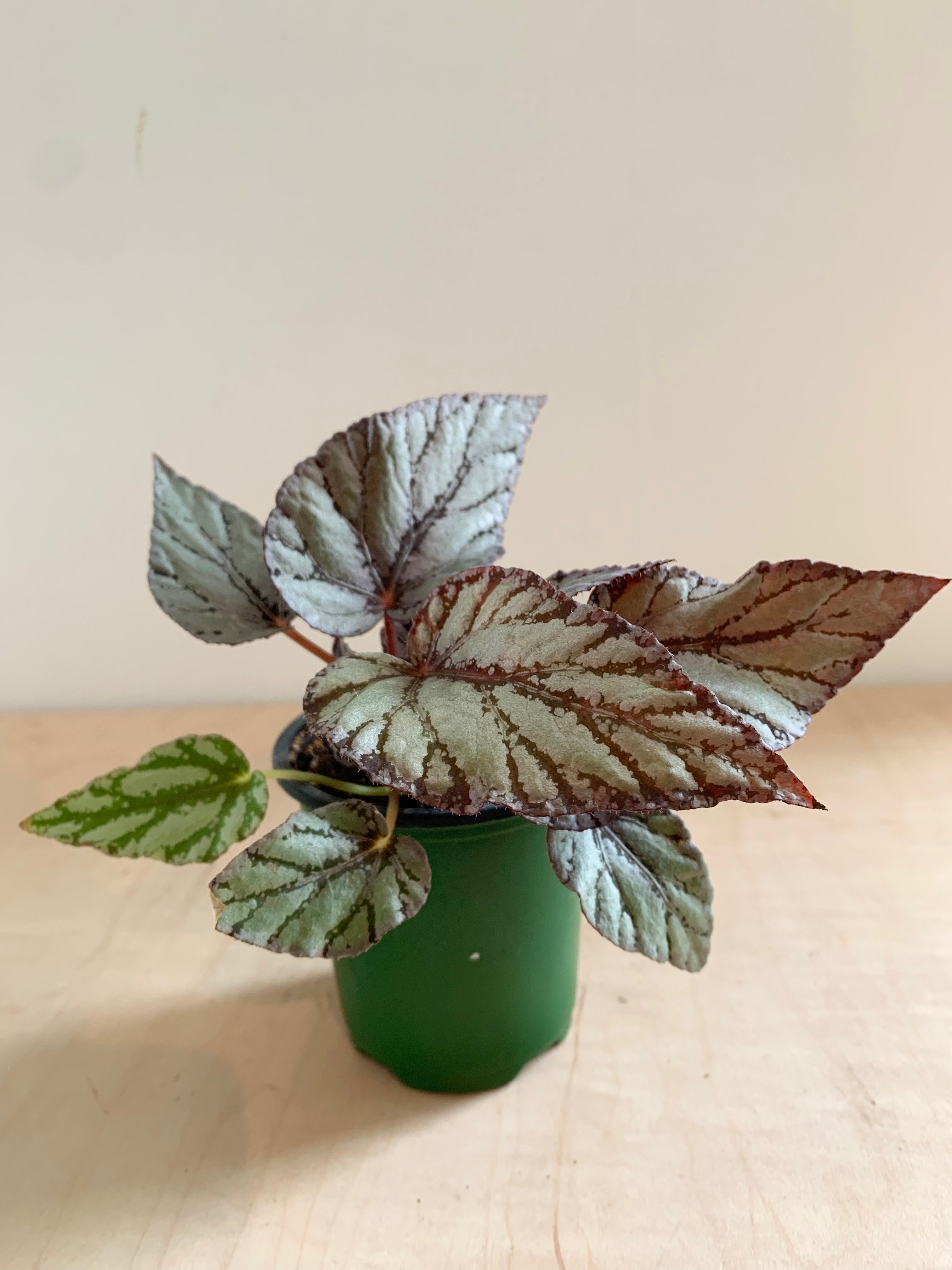 Bégonia Rex 'Silver'