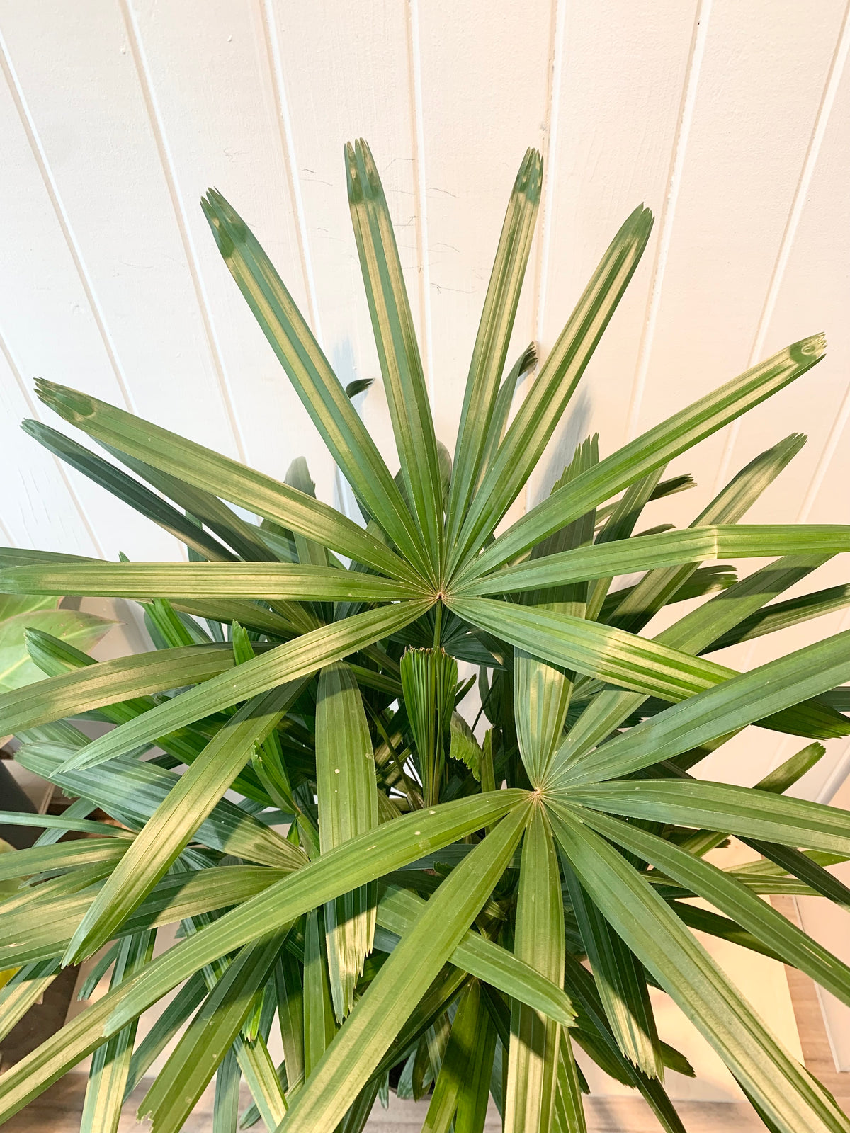 Rhapis Palm