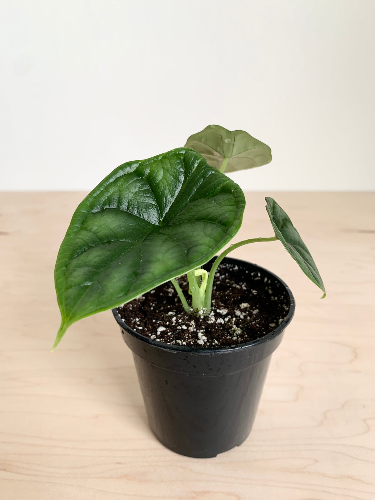 Alocasia 'Escama de dragón'
