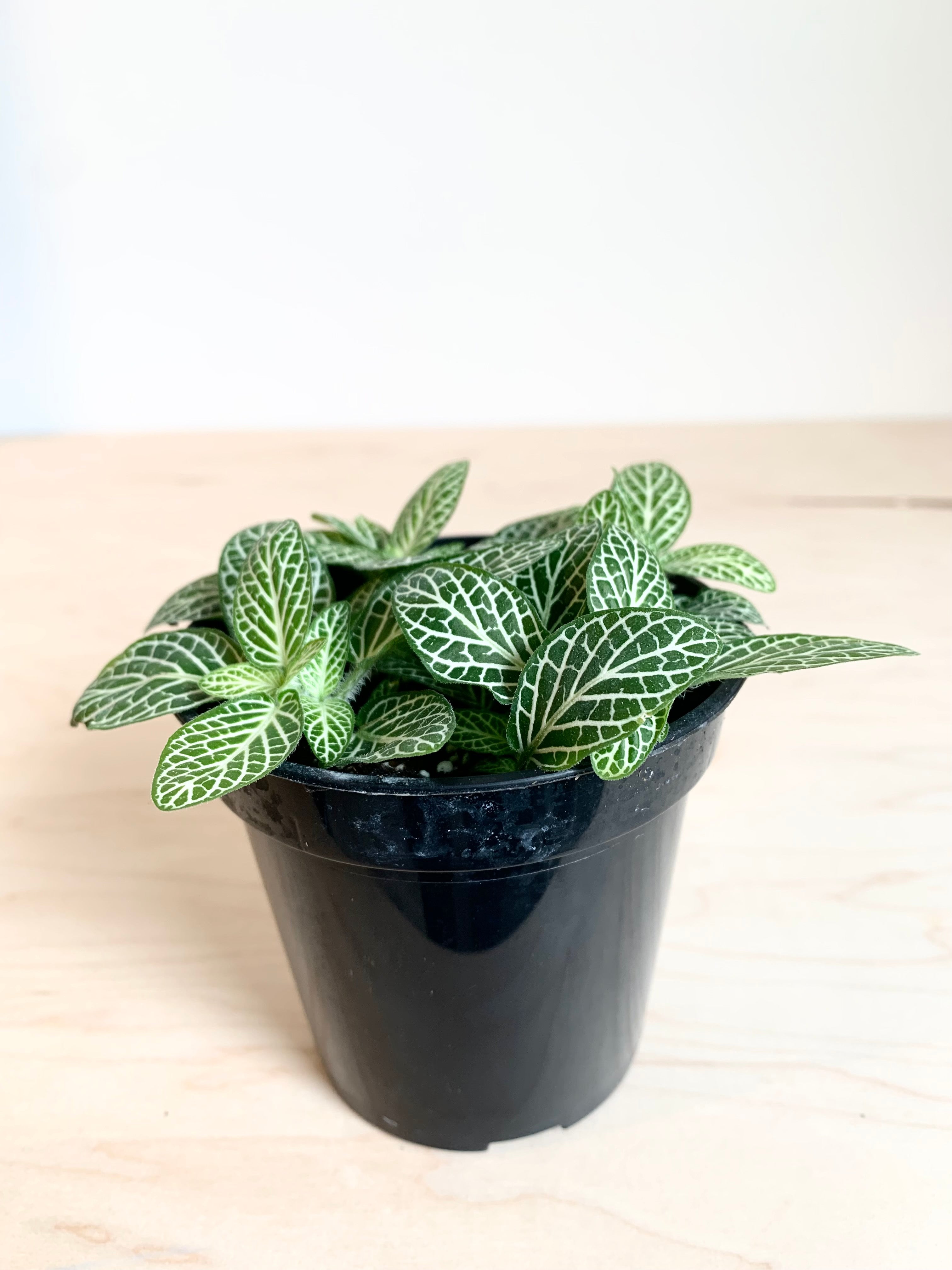 Fittonia (Nerve Plant) Assorted