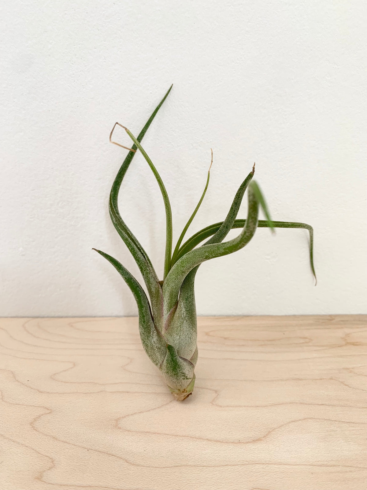 Tillandsia Assorted