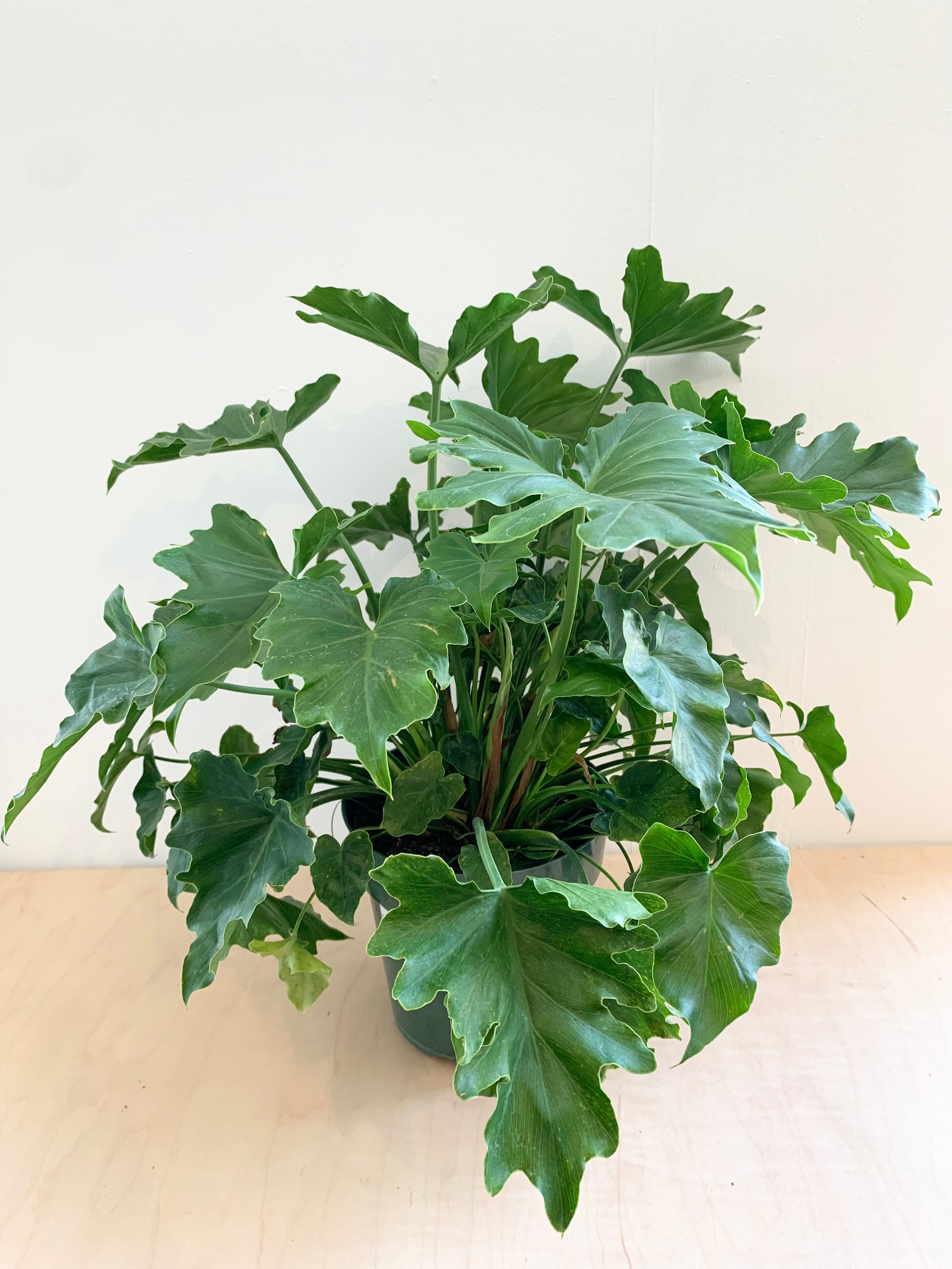 philodendron shangri la vs hope Philodendron Selloum 'Hope'