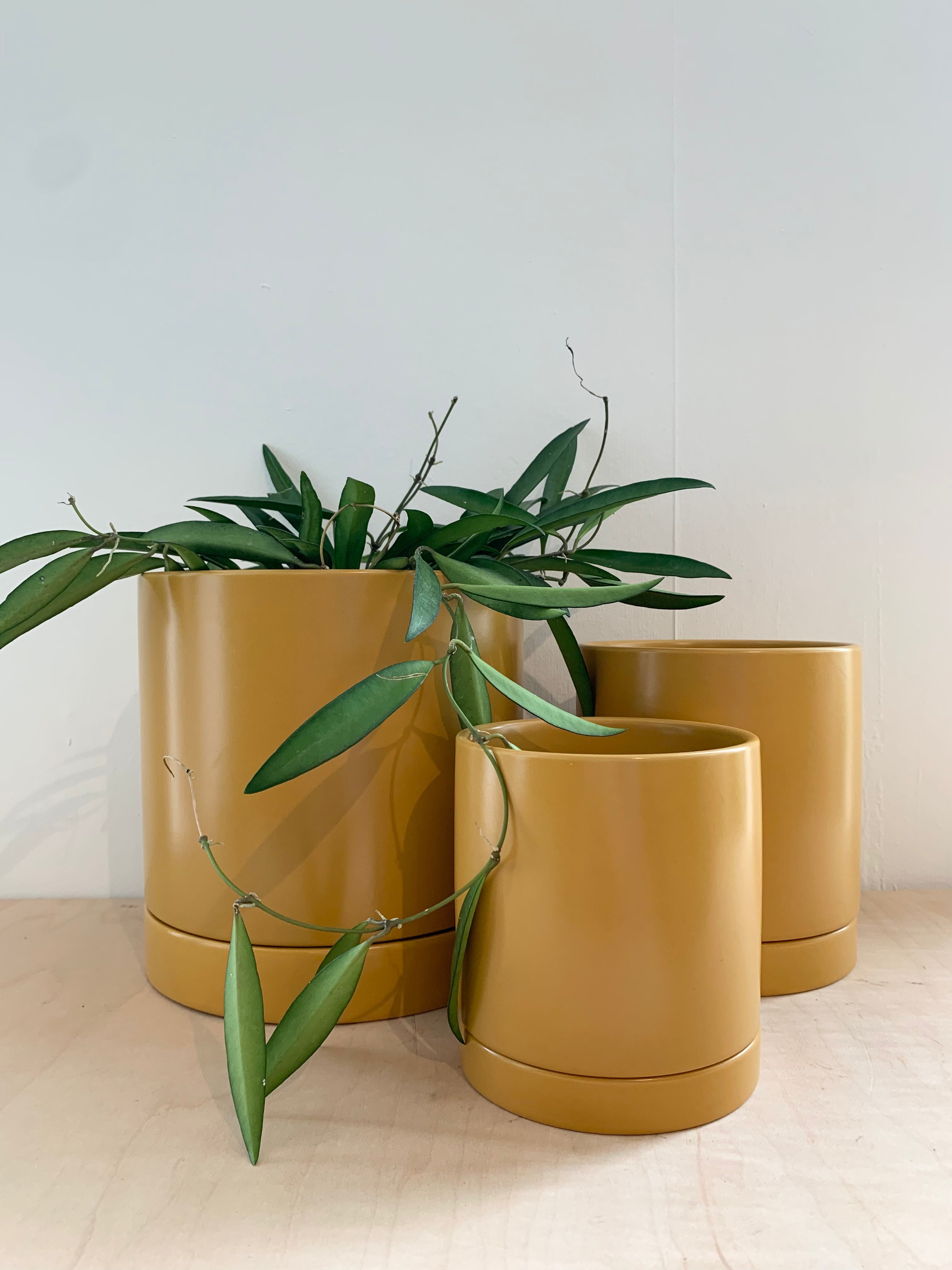 Romey Collection - Yellow