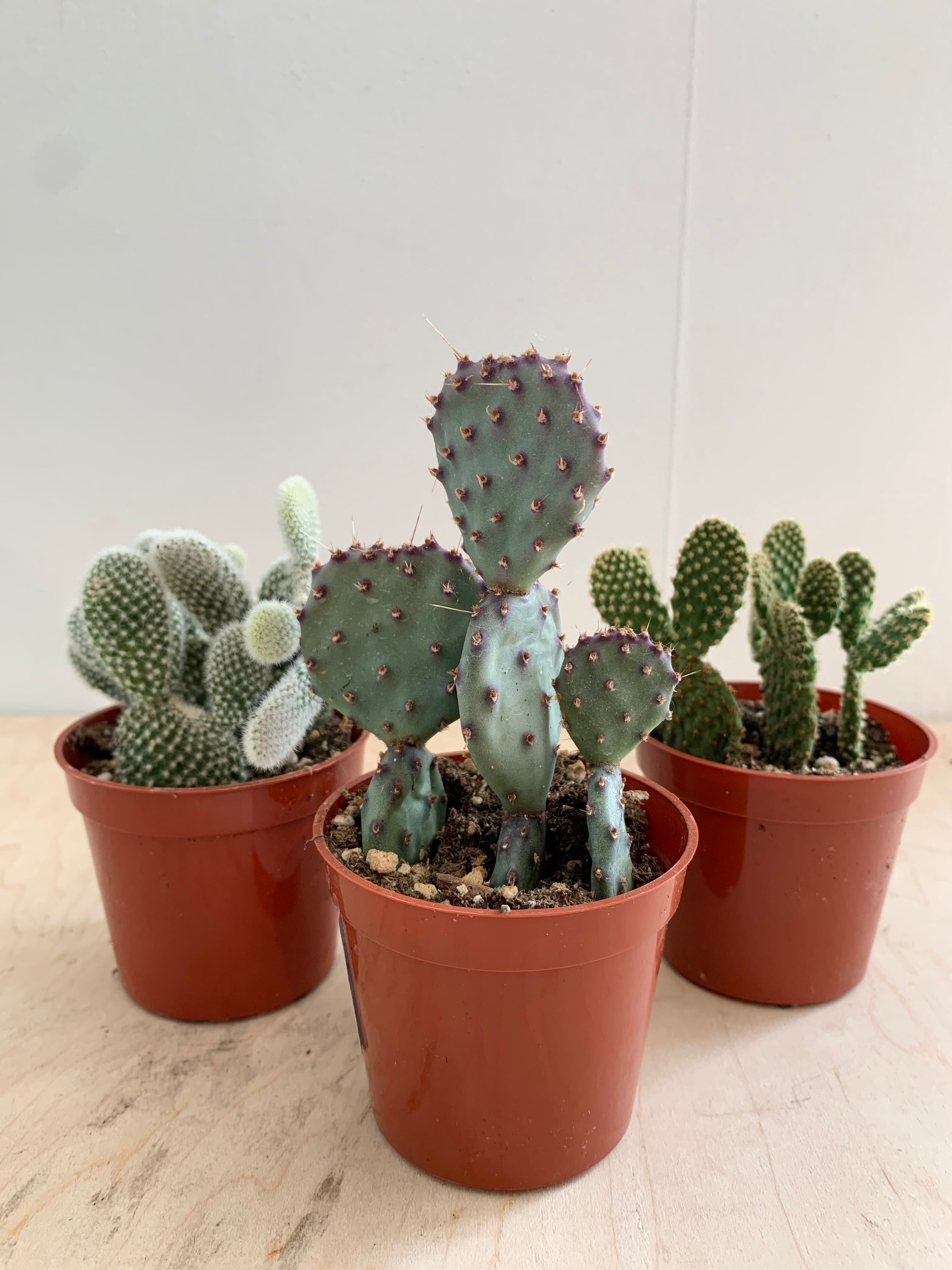 Cactus Opuntia, assortiment