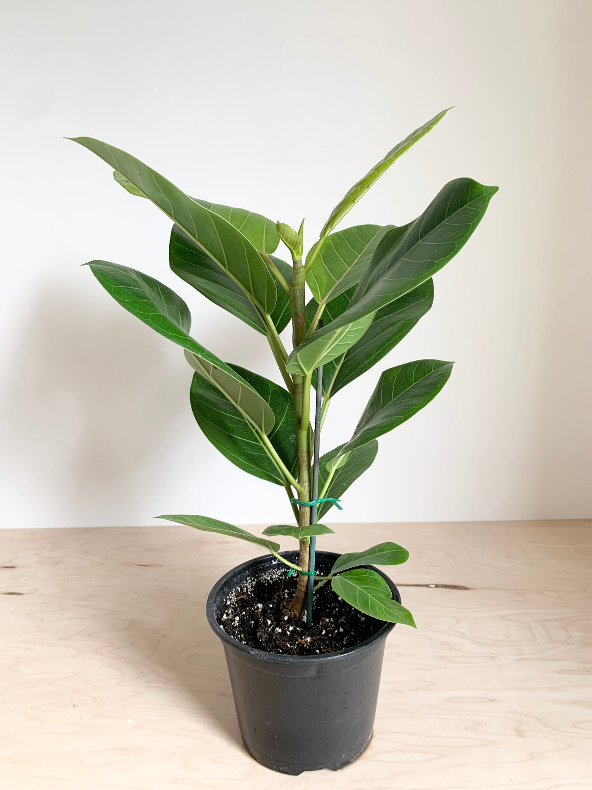 Ficus 'Altissima'