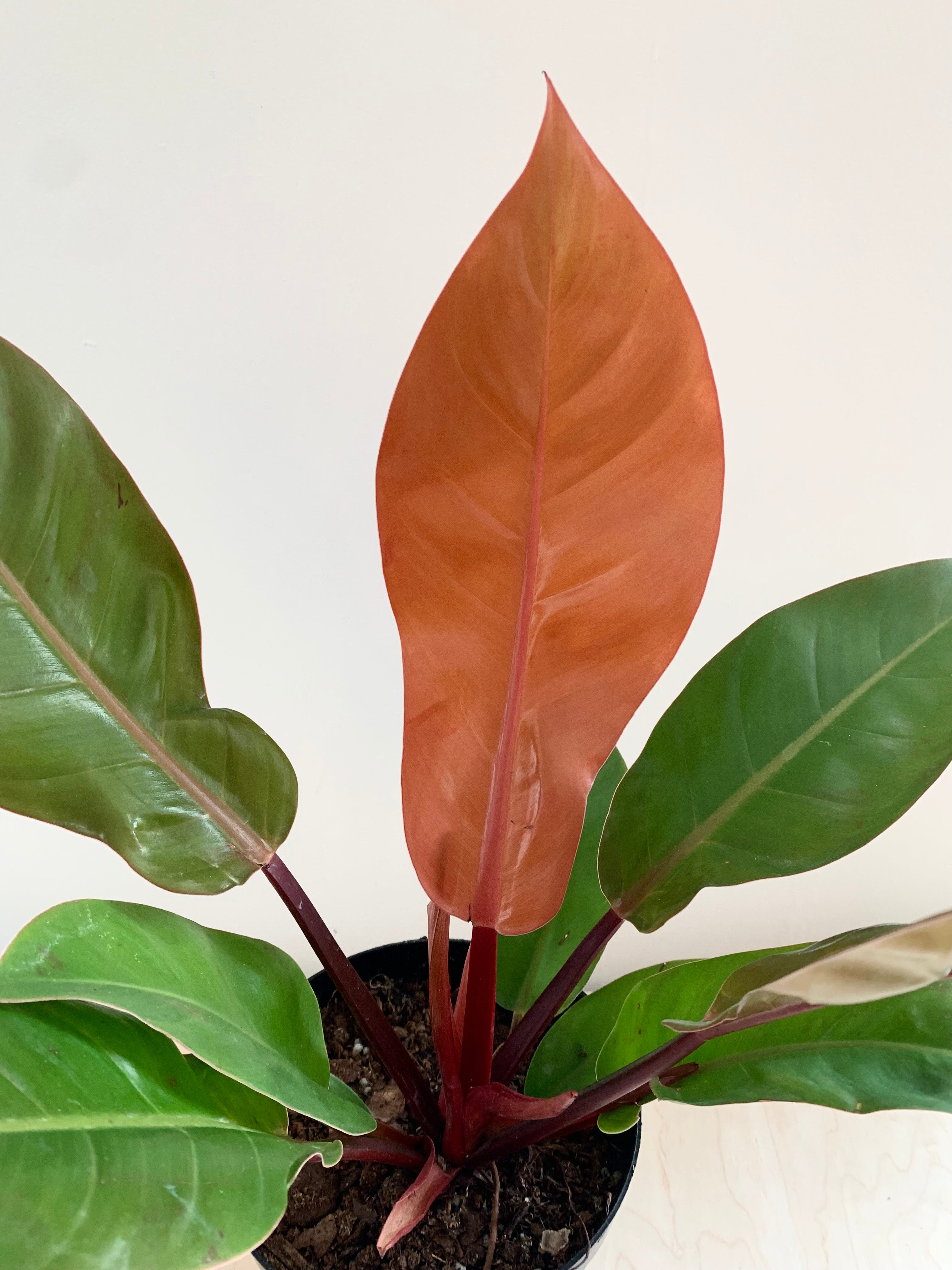 prince of orange philodendron canada Philodendron 'Prince of Orange' – Foliage
