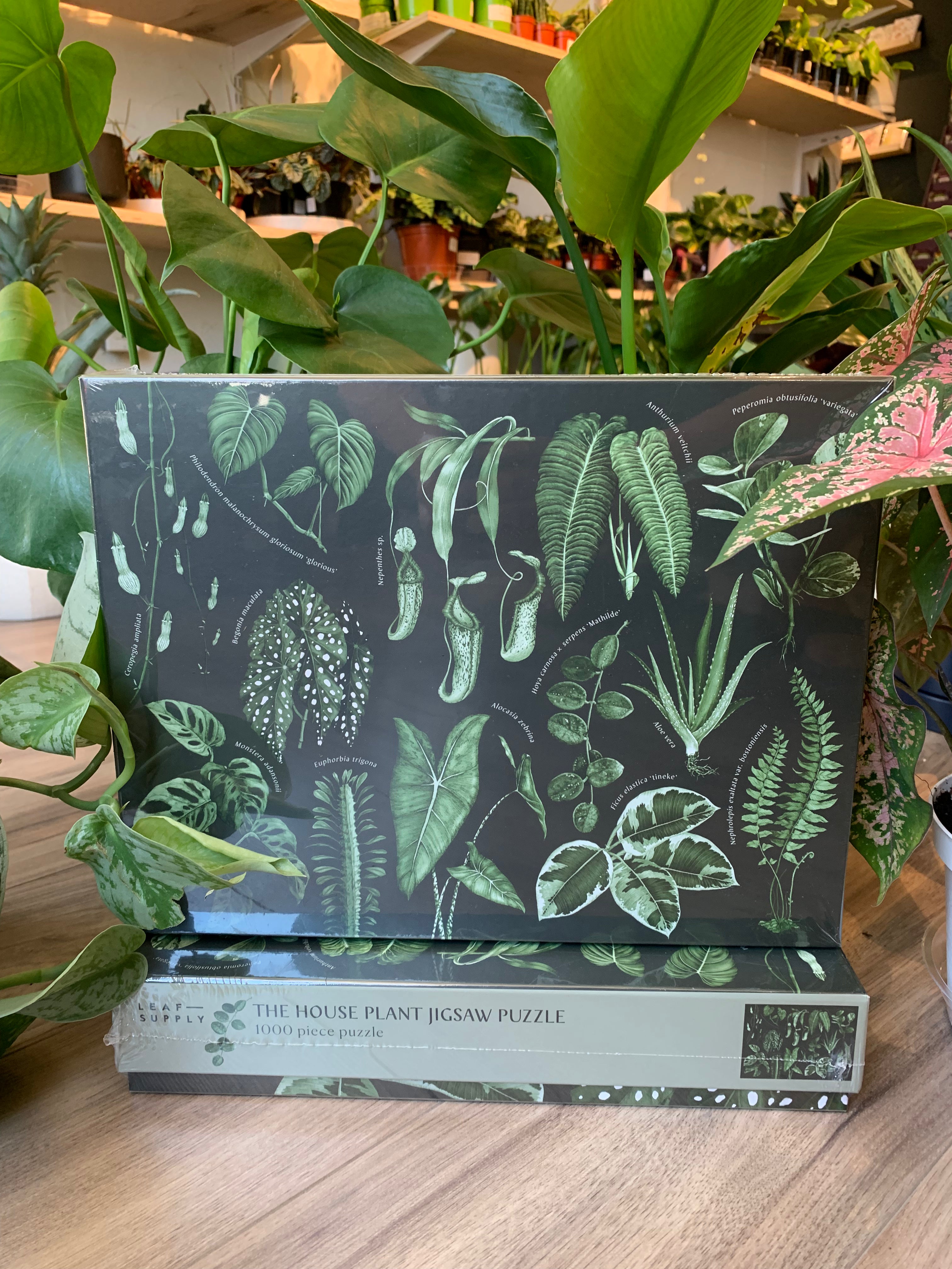 Puzzle de la plante d'intérieur 